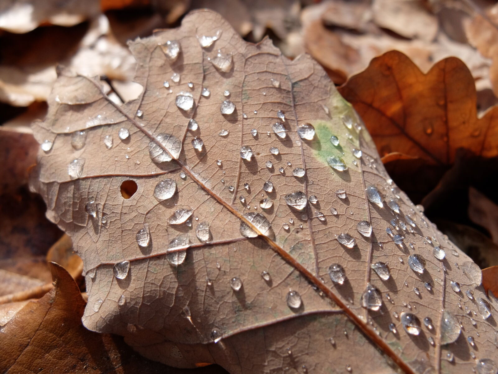Fujifilm X30 sample photo. Autumn, leaf, water, drops photography