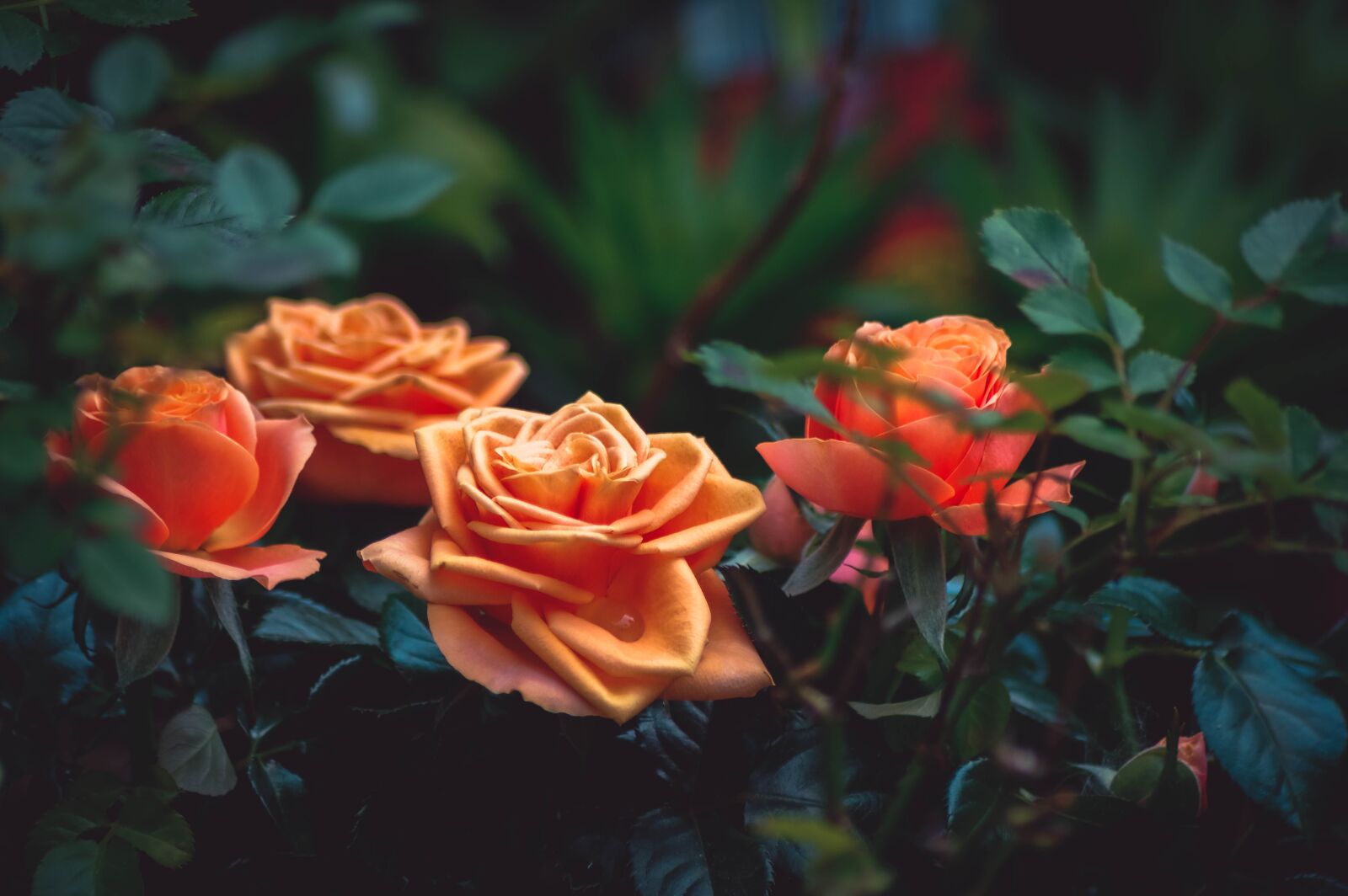 Pentax K-3 sample photo. Rose, orange, flower photography