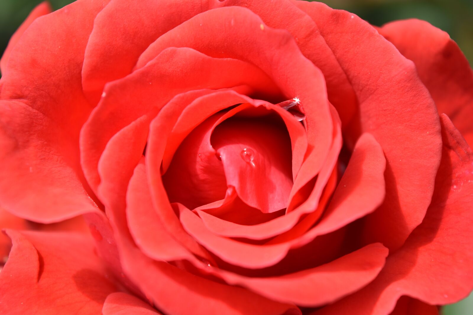 Nikon D5500 sample photo. Dew, horticulture, petal, rose photography