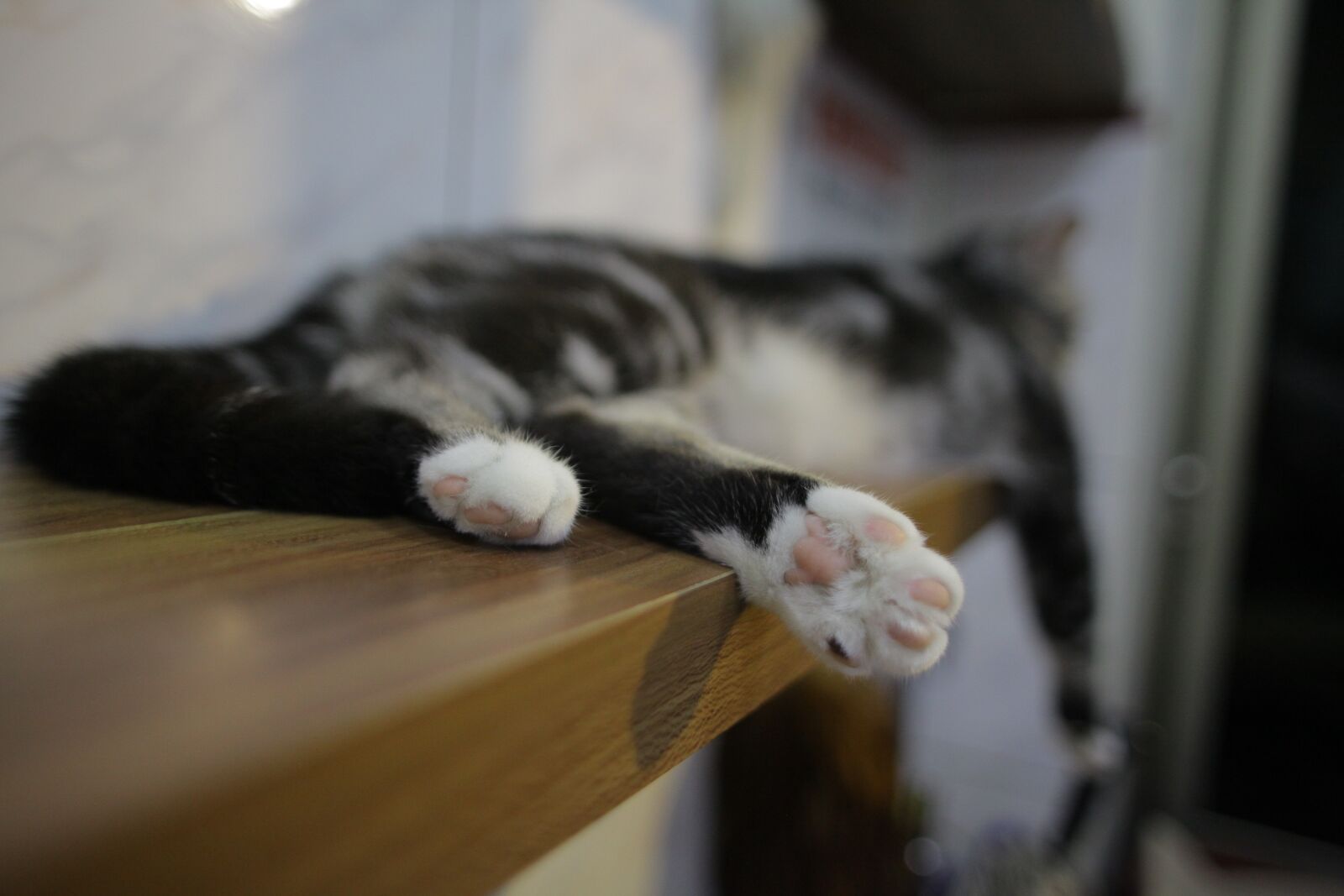 Canon EOS 5D Mark II sample photo. Cat, foot, pet photography