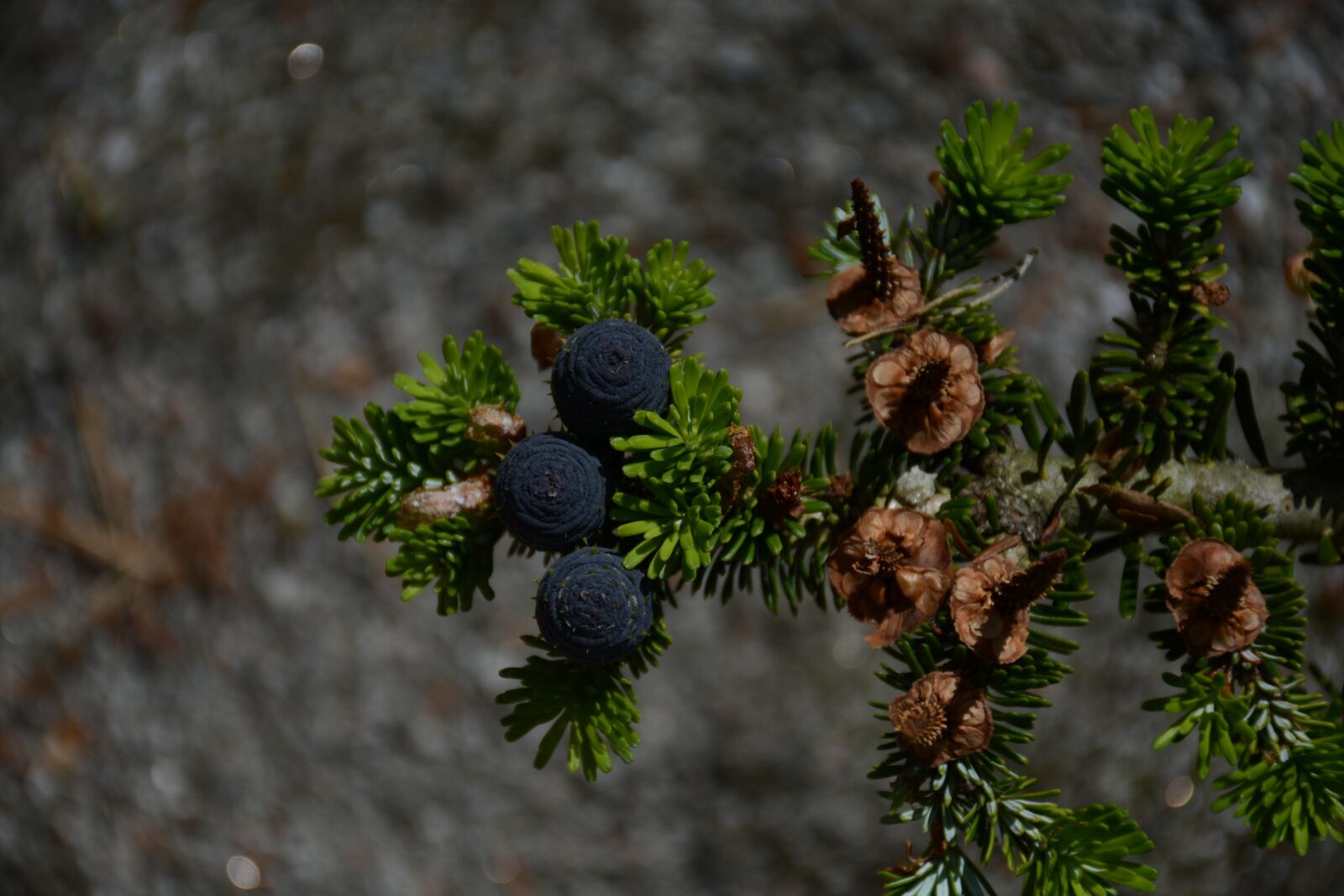 Nikon D7100 sample photo. Nature, plant, leaf photography