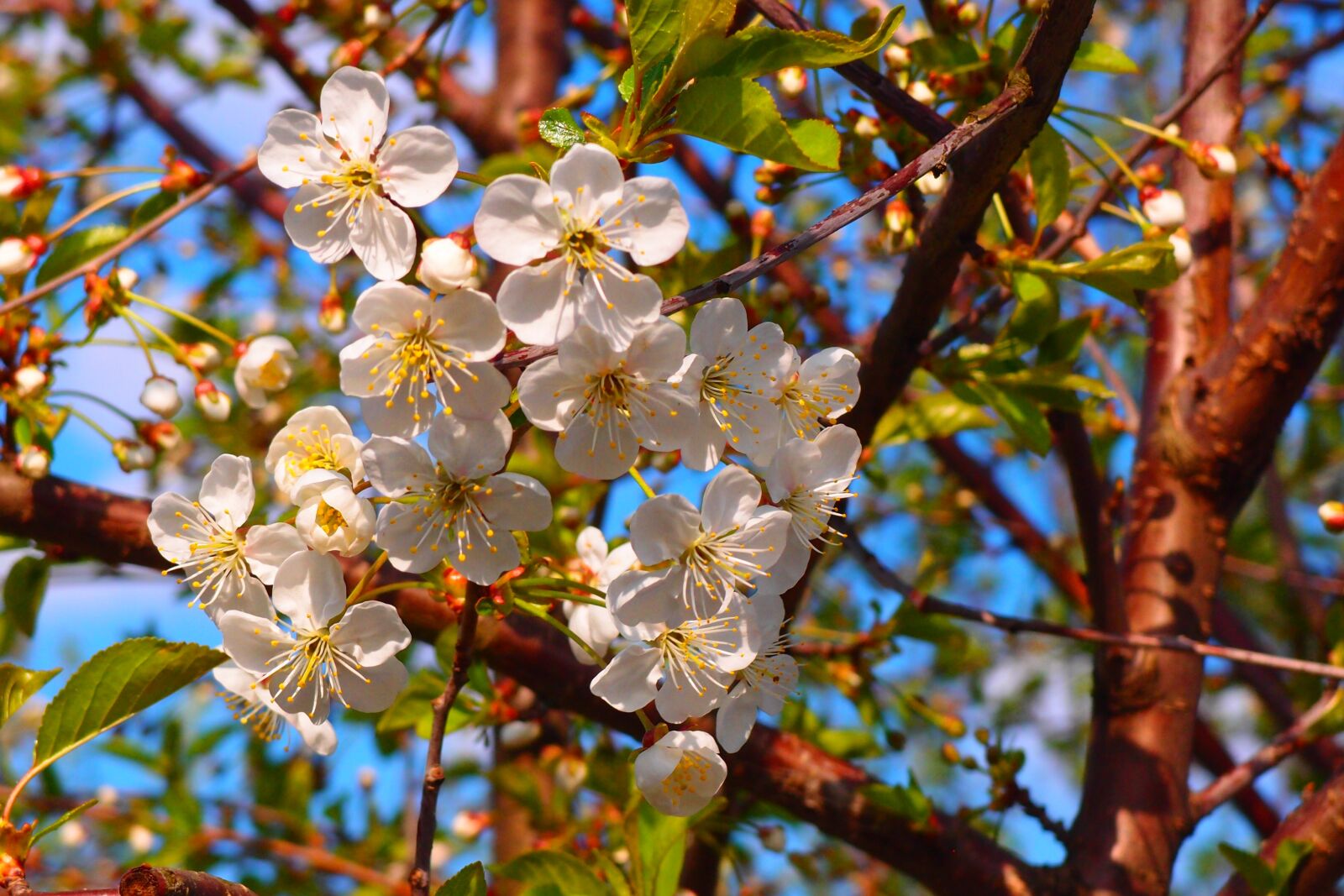 Olympus XZ-1 sample photo. Apple tree, flowers, petals photography