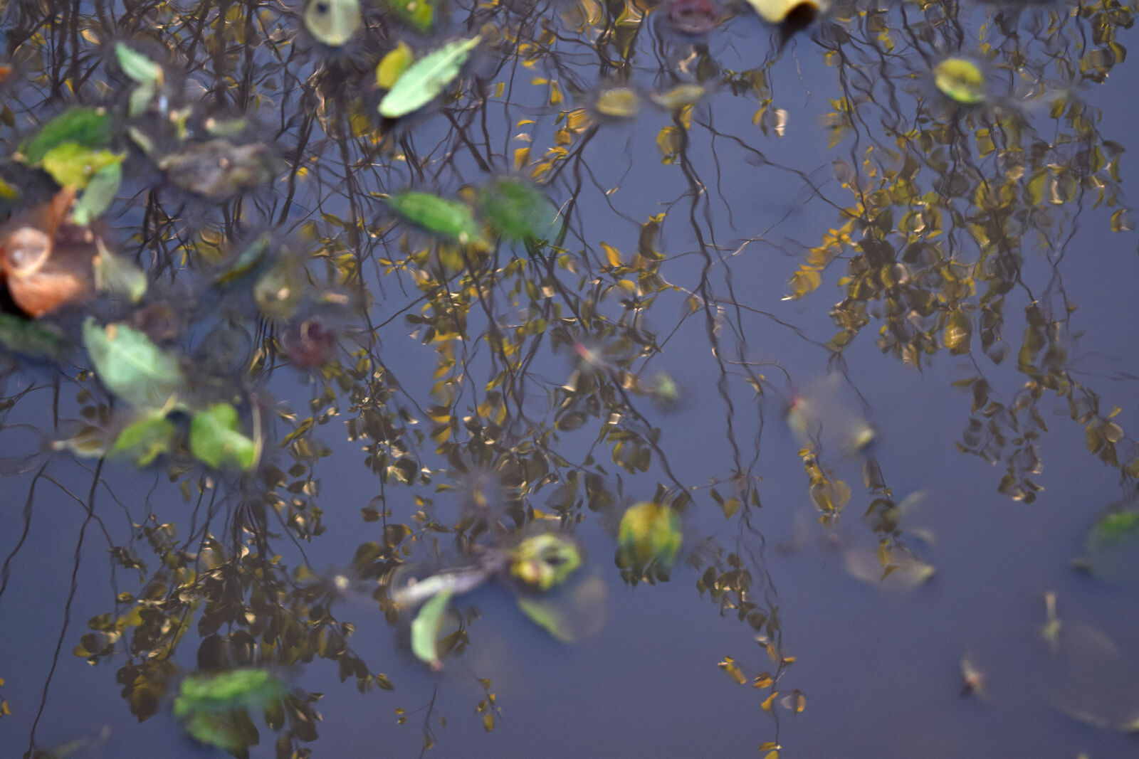 Nikon D3300 sample photo. Autumn, puddle, rain, reflections photography