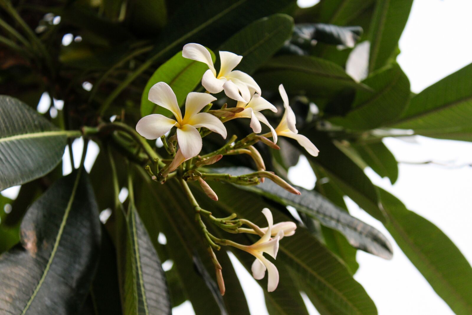 Canon EOS 700D (EOS Rebel T5i / EOS Kiss X7i) sample photo. Flower, nature, green photography