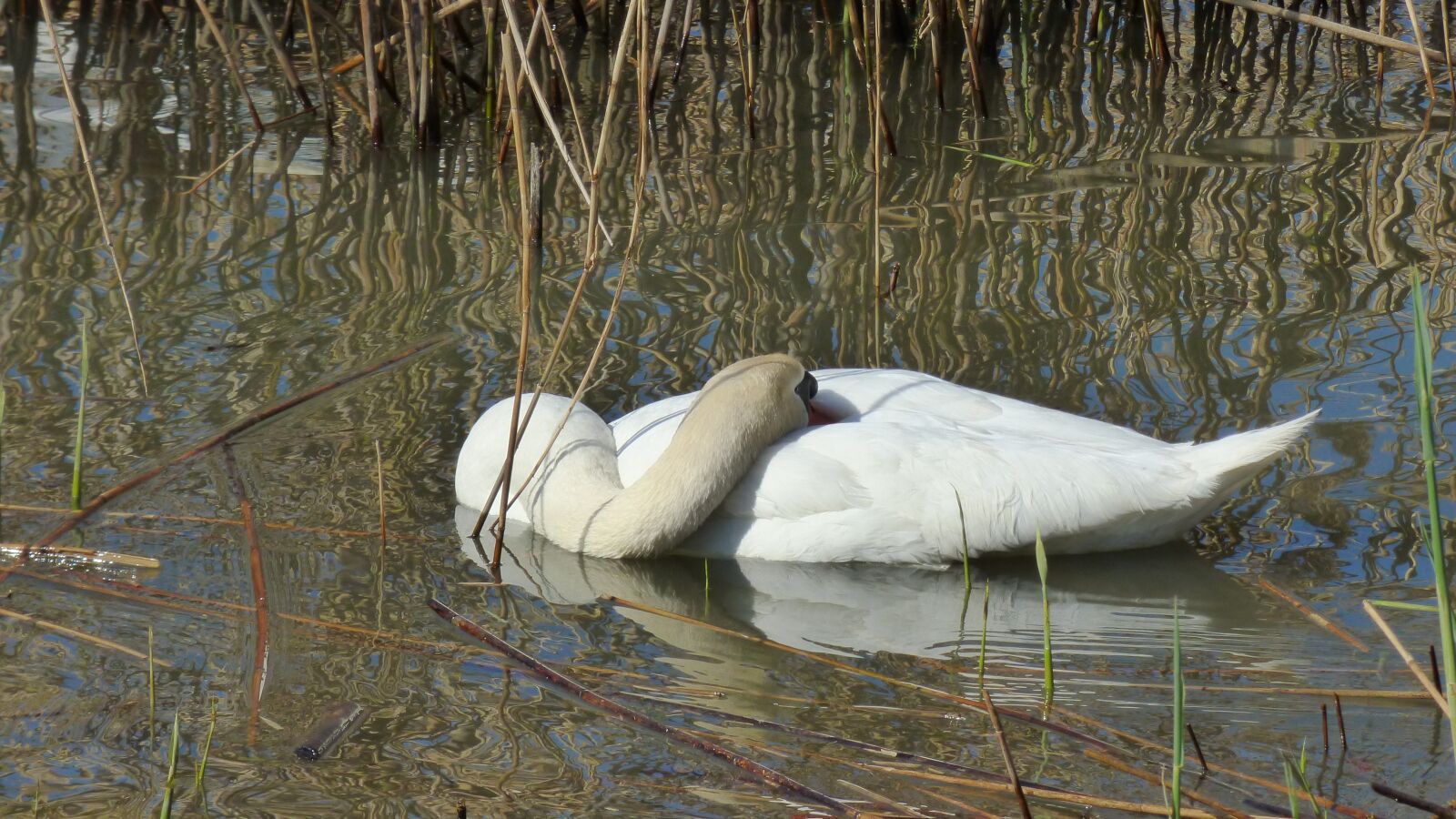 Panasonic DMC-FZ72 sample photo. Water bird, lake, idyll photography