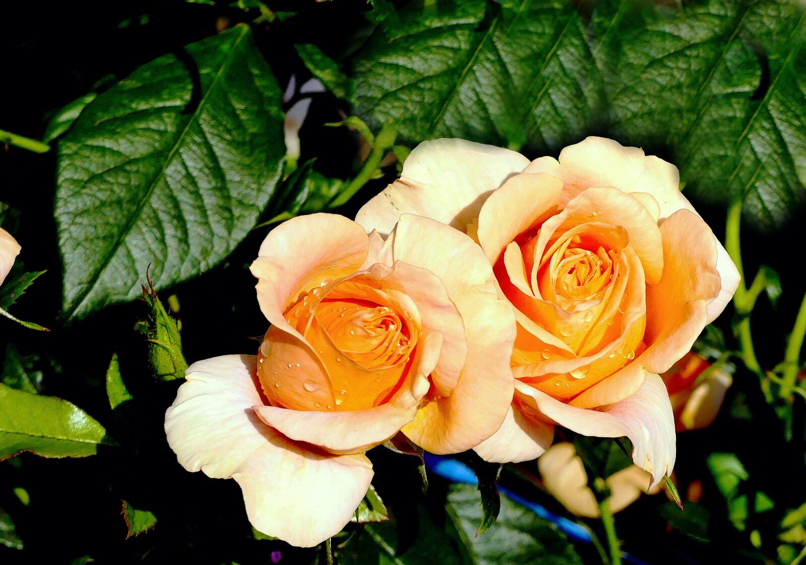 Panasonic Lumix DMC-FZ300 sample photo. Roses, yellow, orange photography