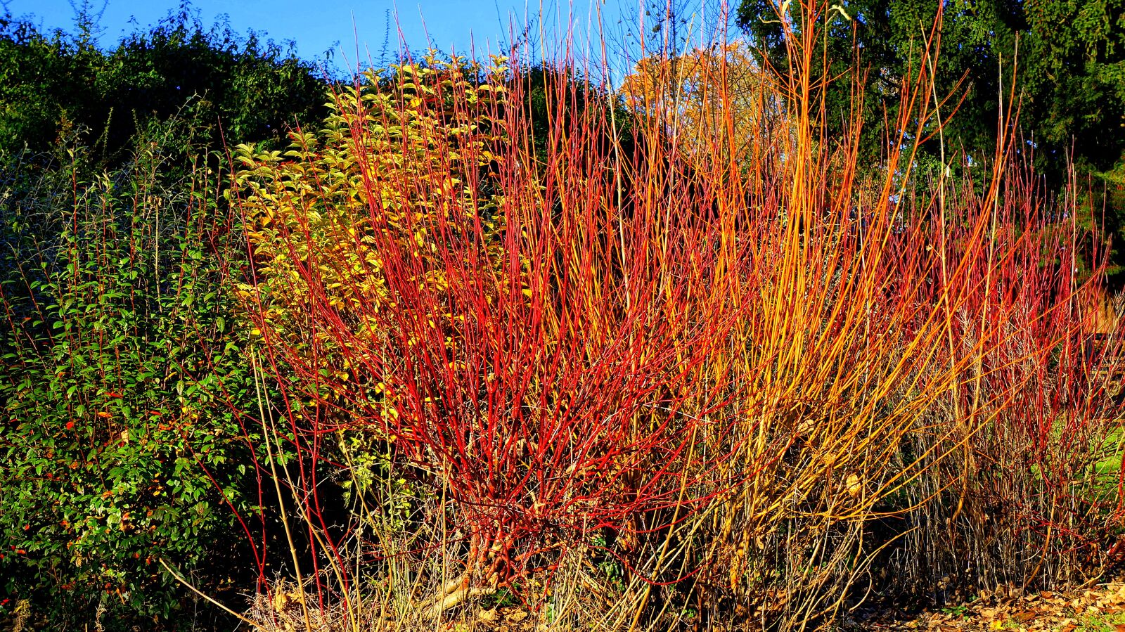 Sony Alpha NEX-5N sample photo. Bush, red, green photography