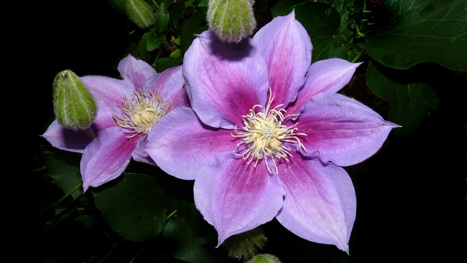 Panasonic Lumix DMC-FZ28 sample photo. Clematis, montana, pink photography