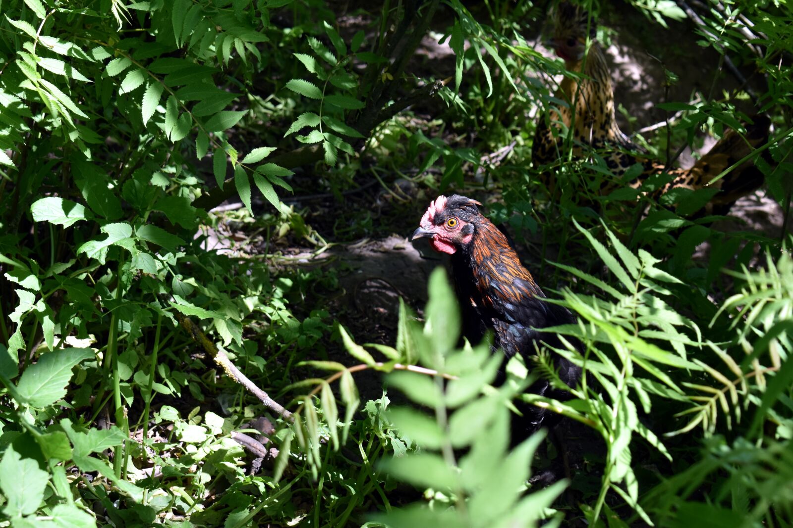 Nikon D5600 sample photo. Rooster, free-range, chickens photography