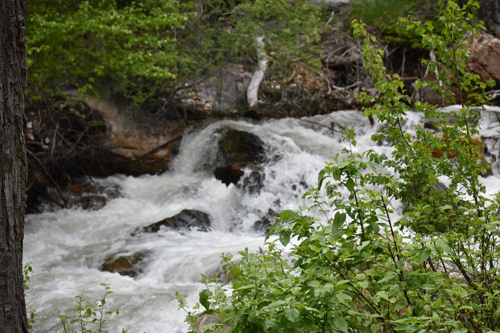 Nikon D3400 sample photo. Salt lake city, millcreek photography
