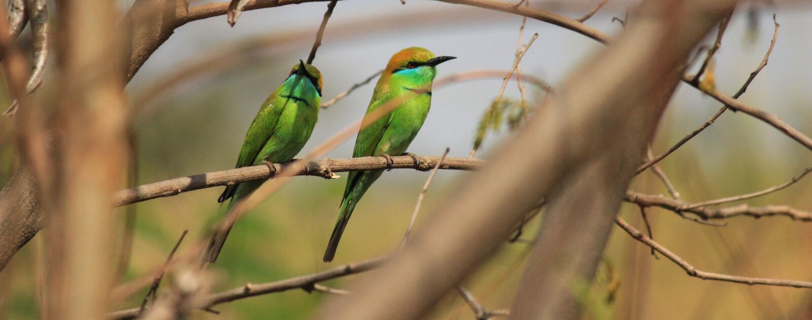 Canon EF-S 55-250mm F4-5.6 IS II sample photo. Bird, nature, green photography
