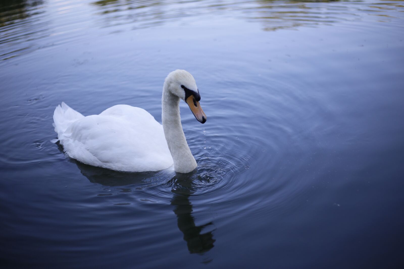 Canon EOS 6D + Canon EF 50mm F1.8 STM sample photo. Swan, lake, pond photography