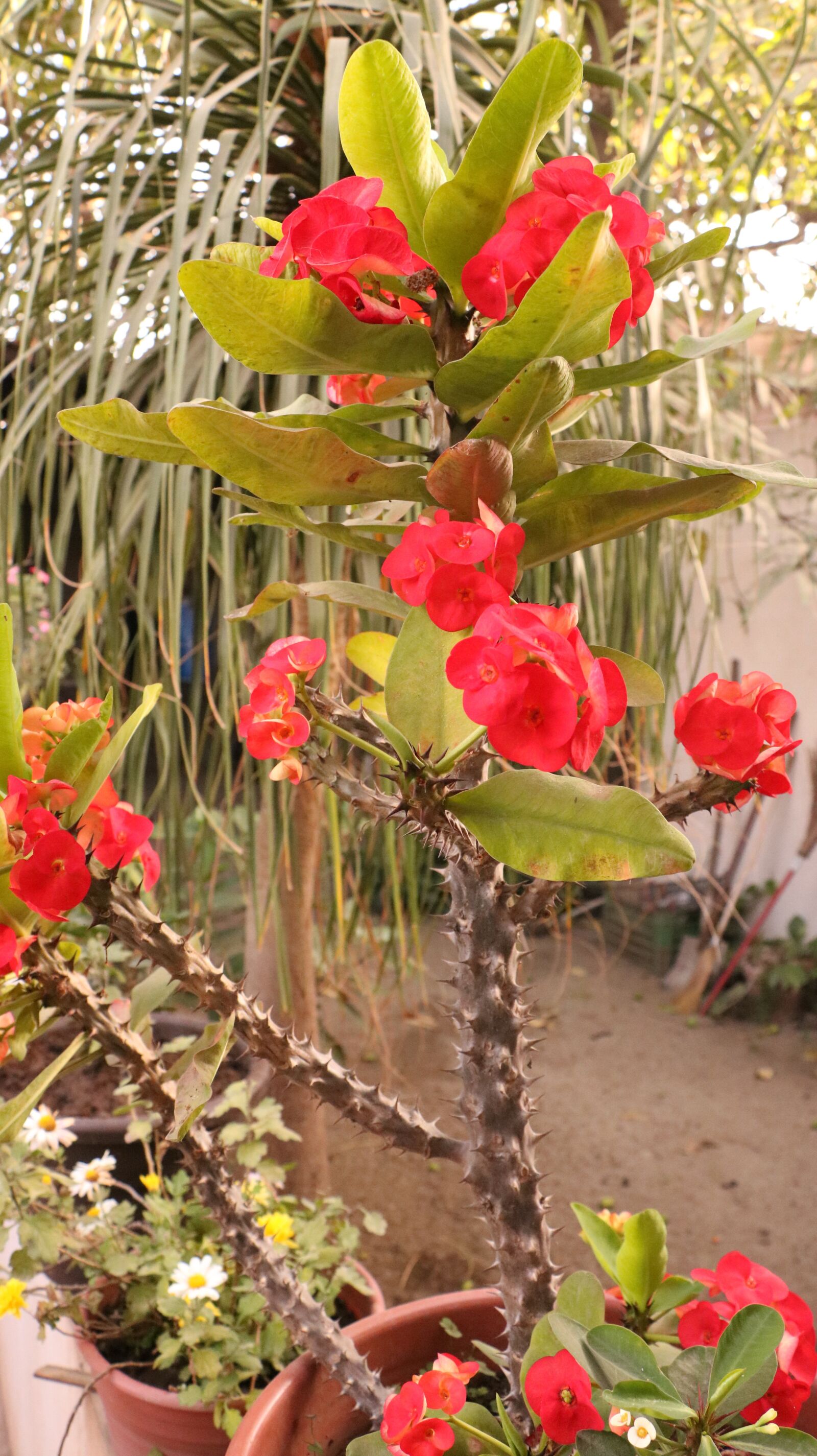 Canon EOS 750D (EOS Rebel T6i / EOS Kiss X8i) sample photo. Flowers, garden, plant photography