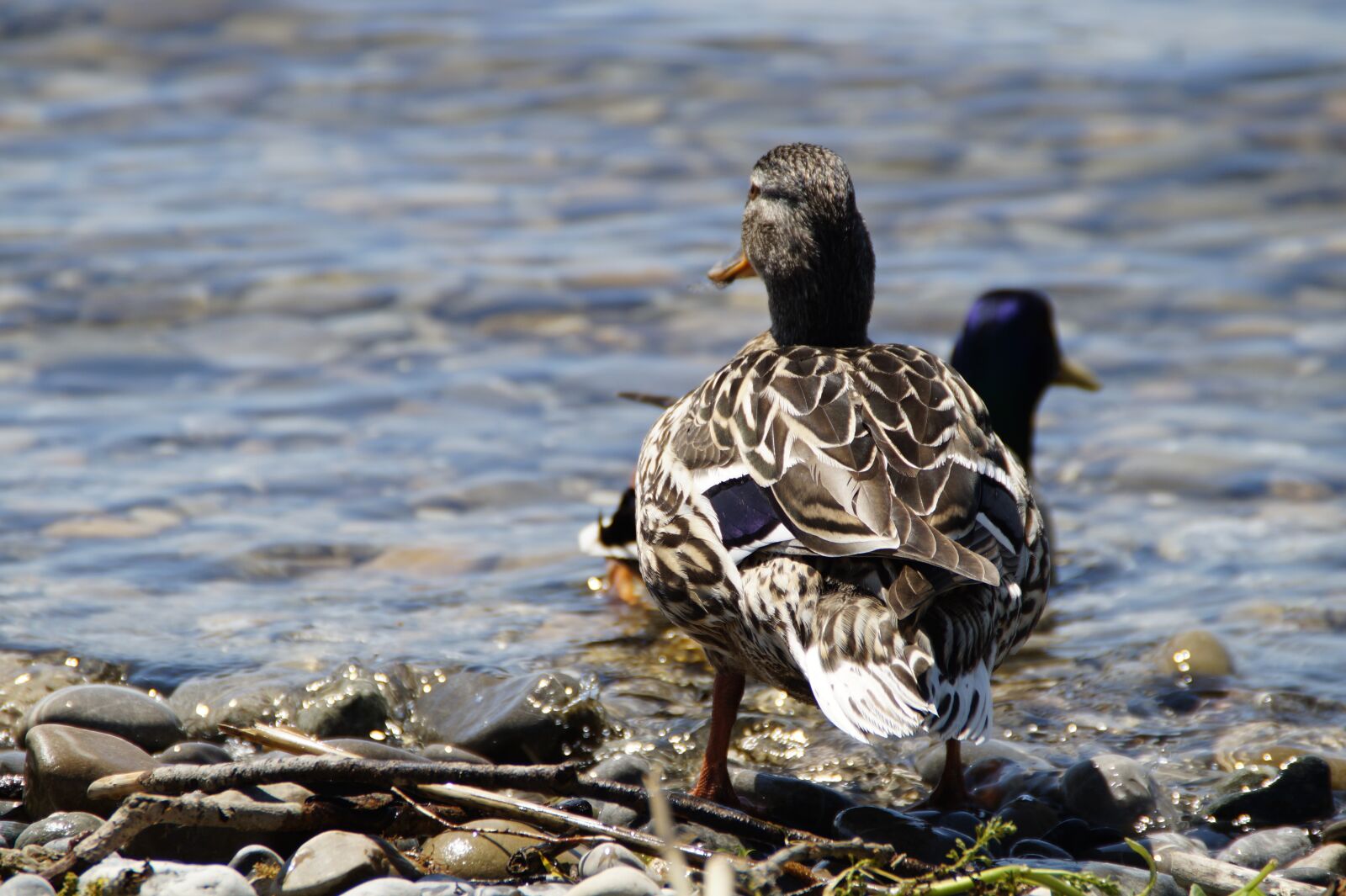 Sony SLT-A58 sample photo. Ducks, mallards, birds photography