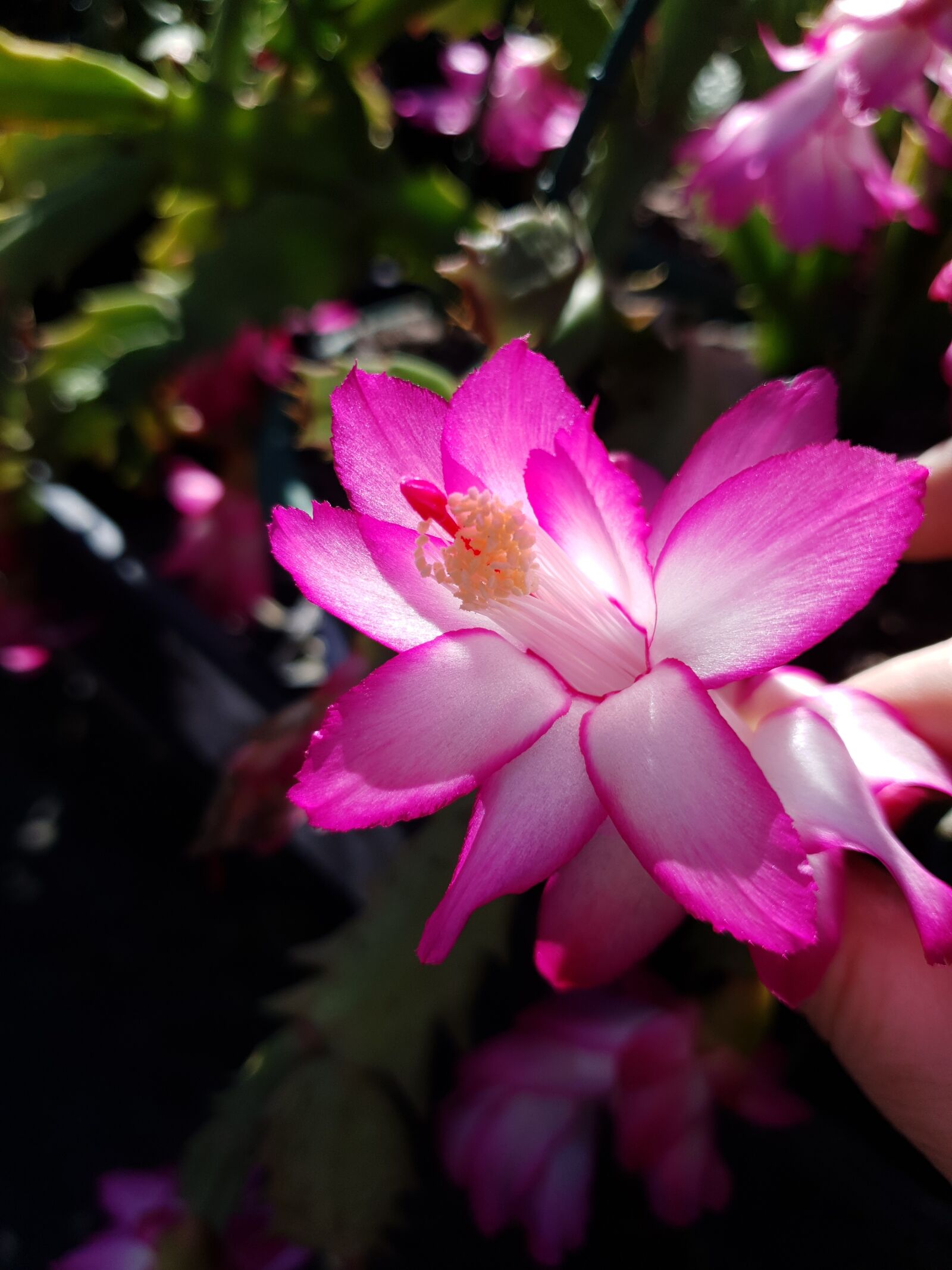 Samsung Galaxy S10 sample photo. Zygocactus, cactus, bloom photography