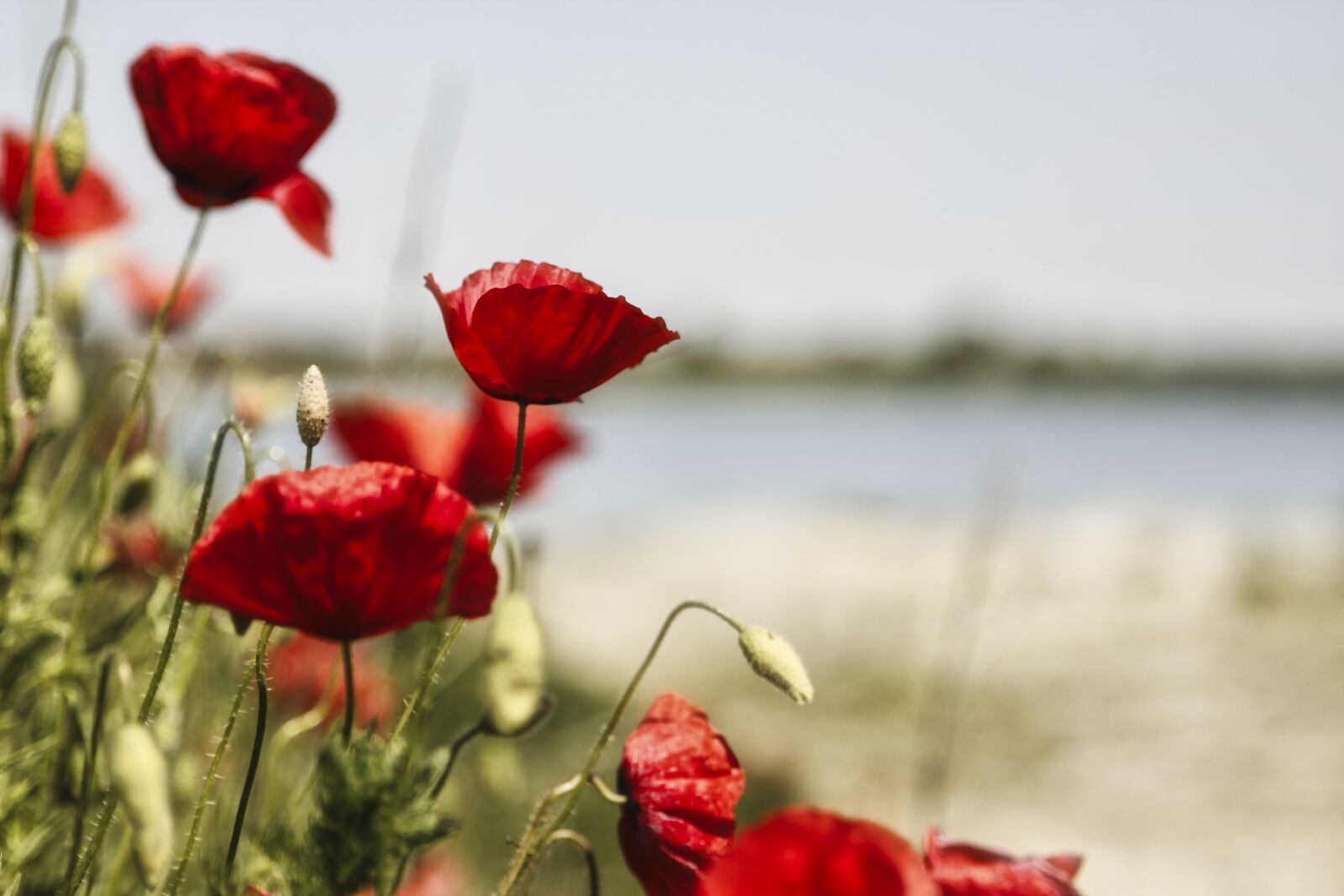 Canon EOS 600D (Rebel EOS T3i / EOS Kiss X5) sample photo. Poppy, red, flower photography
