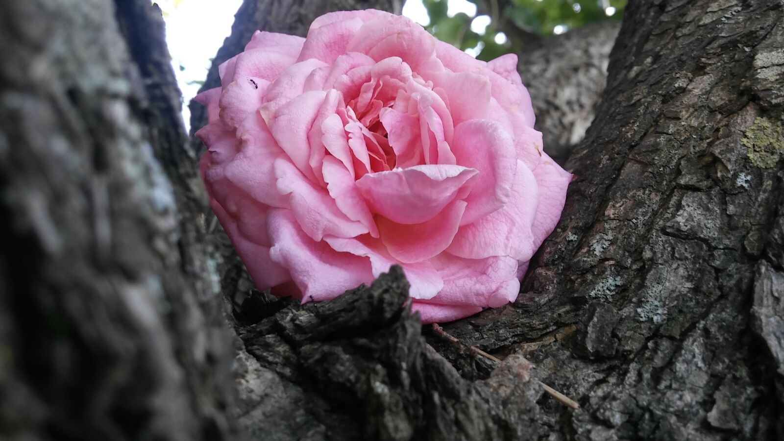 LG G STYLO sample photo. Tree, pink rose, blossom photography