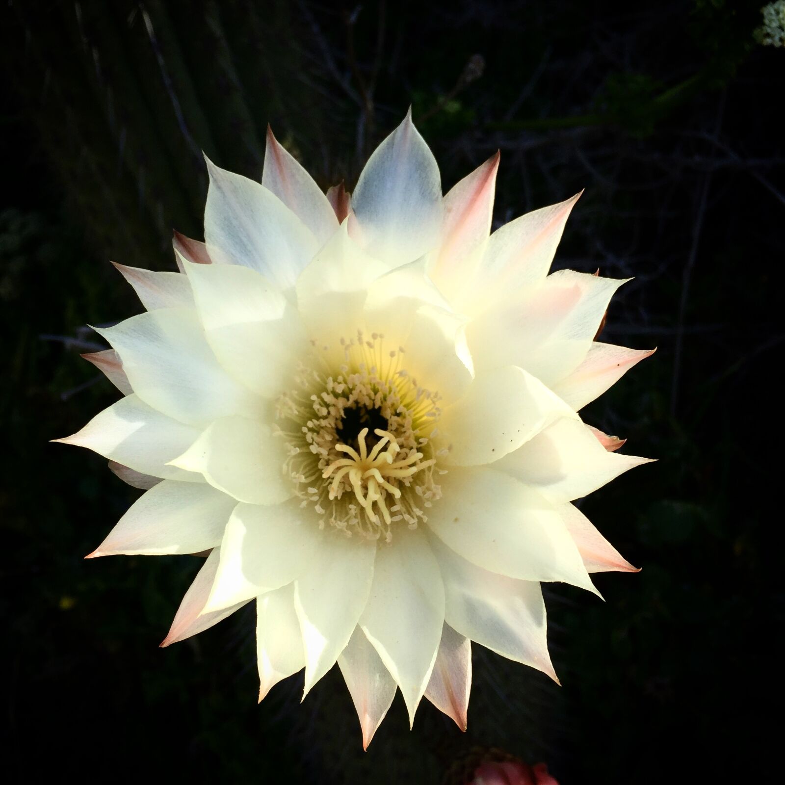 iPhone 6 back camera 4.15mm f/2.2 sample photo. Beautiful, flowers, cactus, cactus photography