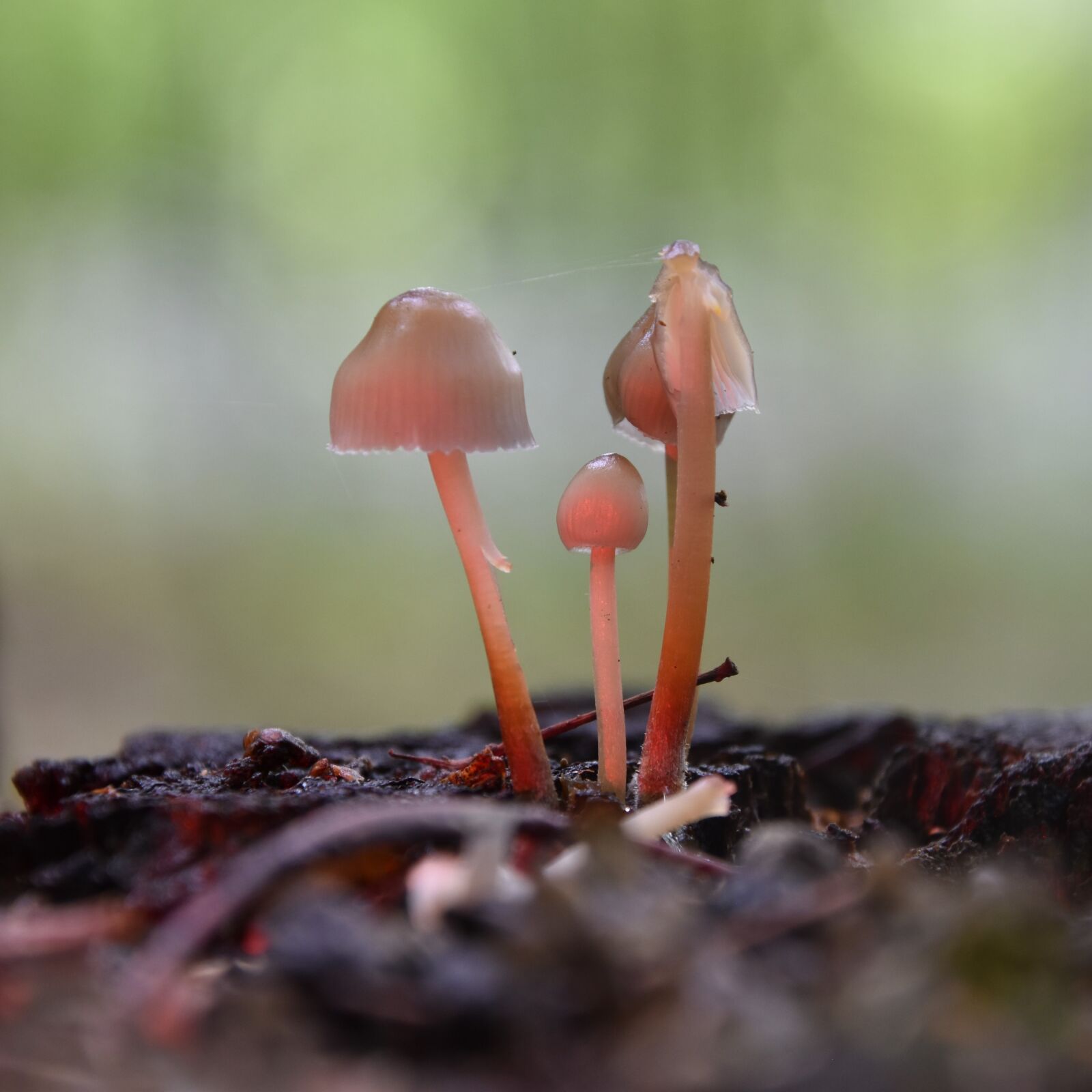 Nikon D5600 sample photo. Mushrooms, fall, nature photography