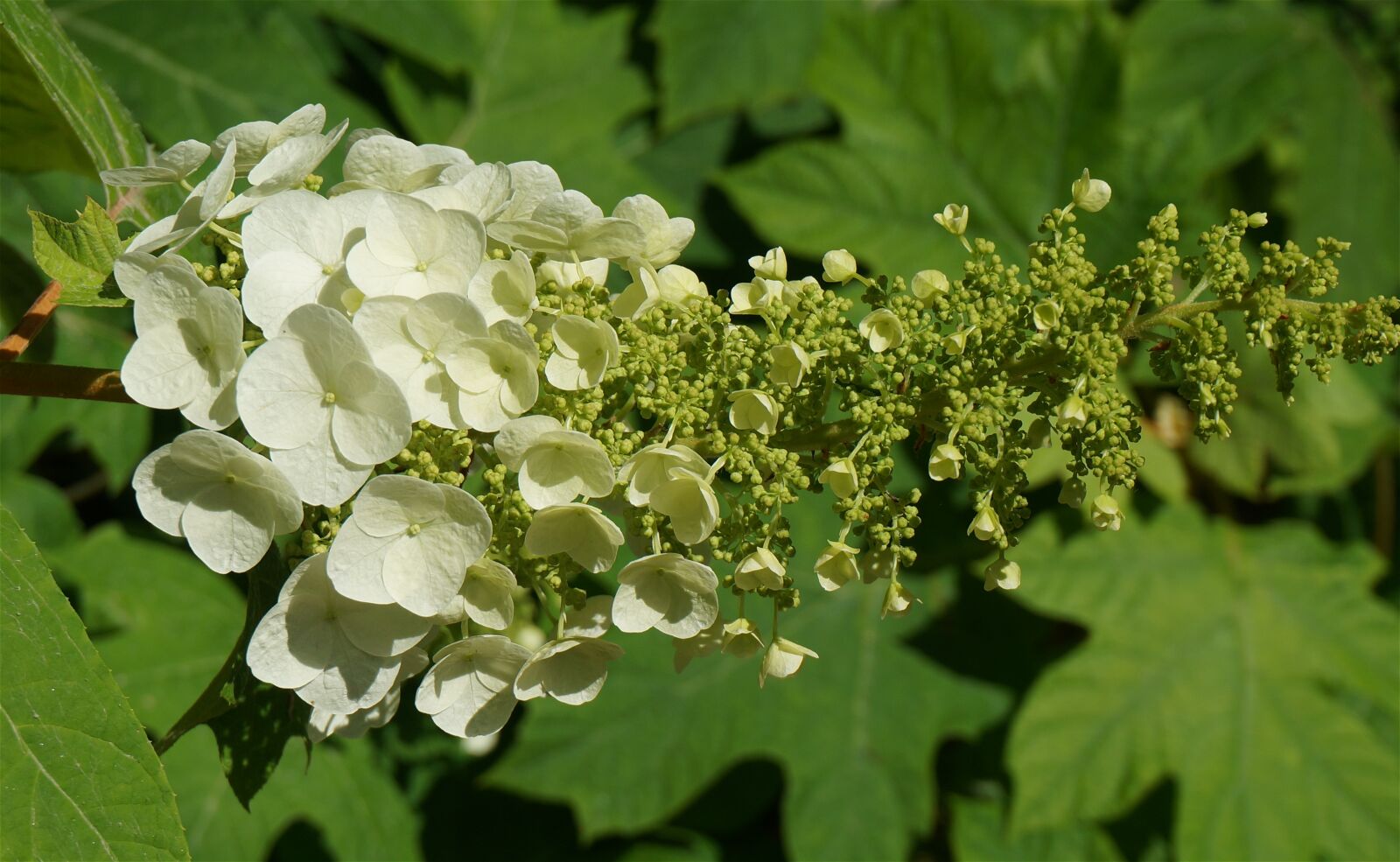 Sony Alpha NEX-5T sample photo. Oak leaf hydrangea, hydrangea photography