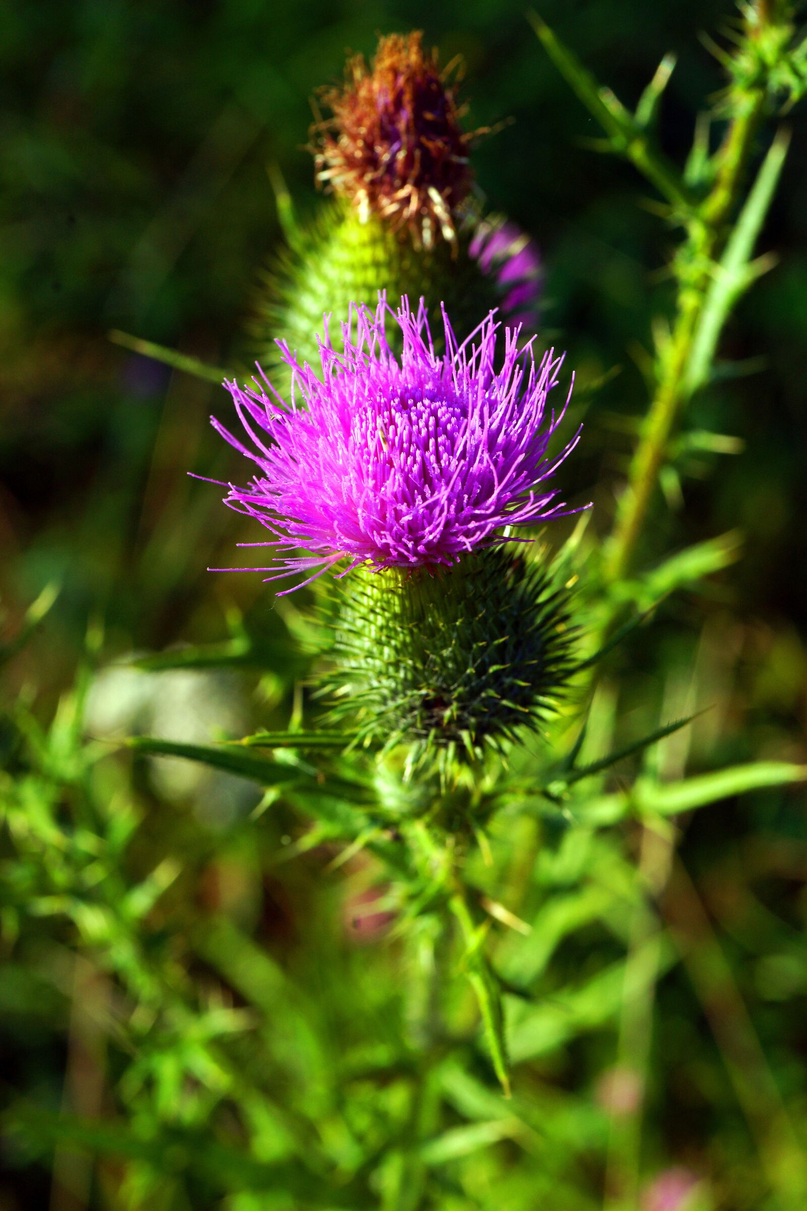 Sony Alpha DSLR-A850 sample photo. Flower, rocks, mountain altai photography