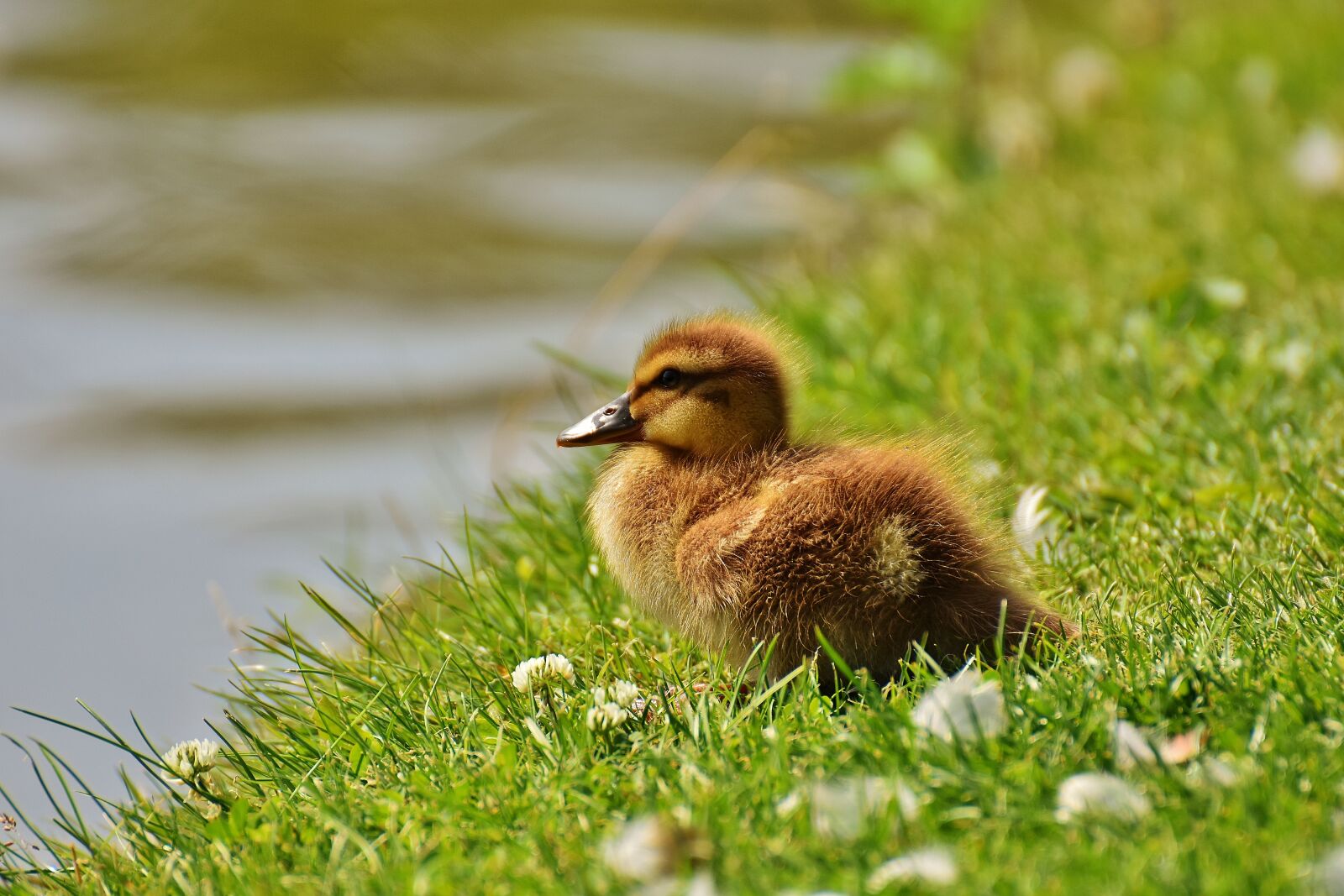Nikon D7200 sample photo. Chicks, ducklings, mallard photography