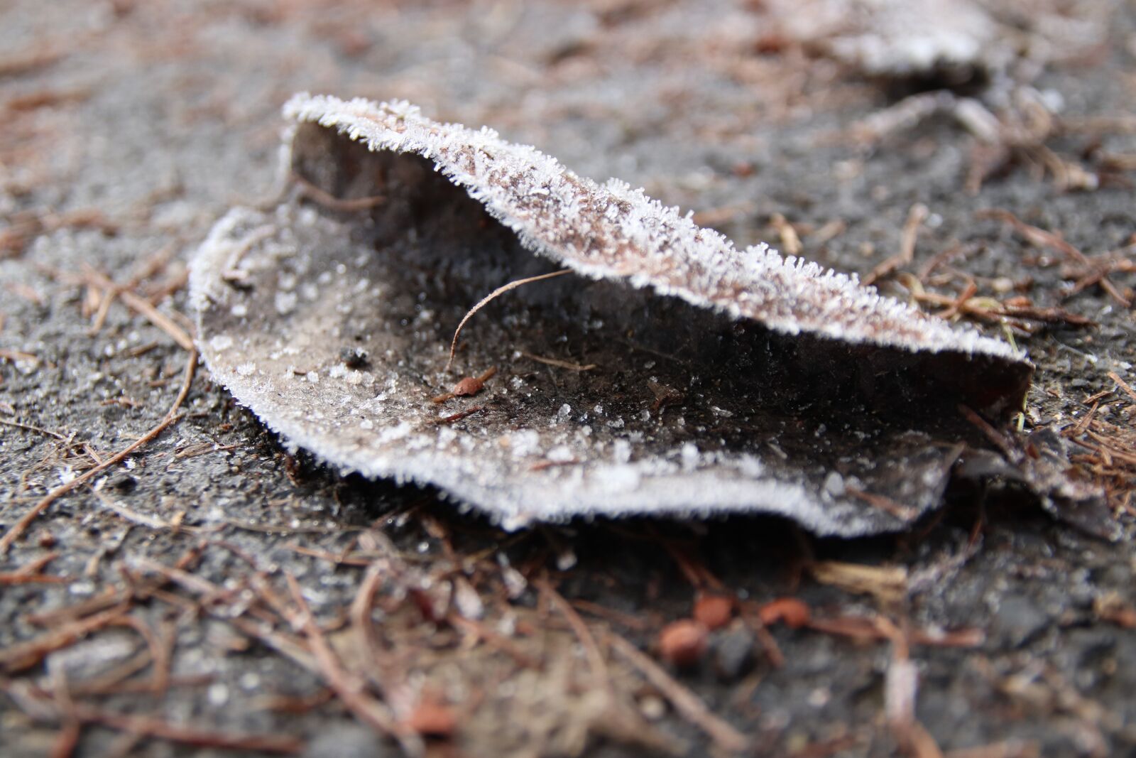 Canon EOS 200D (EOS Rebel SL2 / EOS Kiss X9) sample photo. Frost, leaf, cold photography