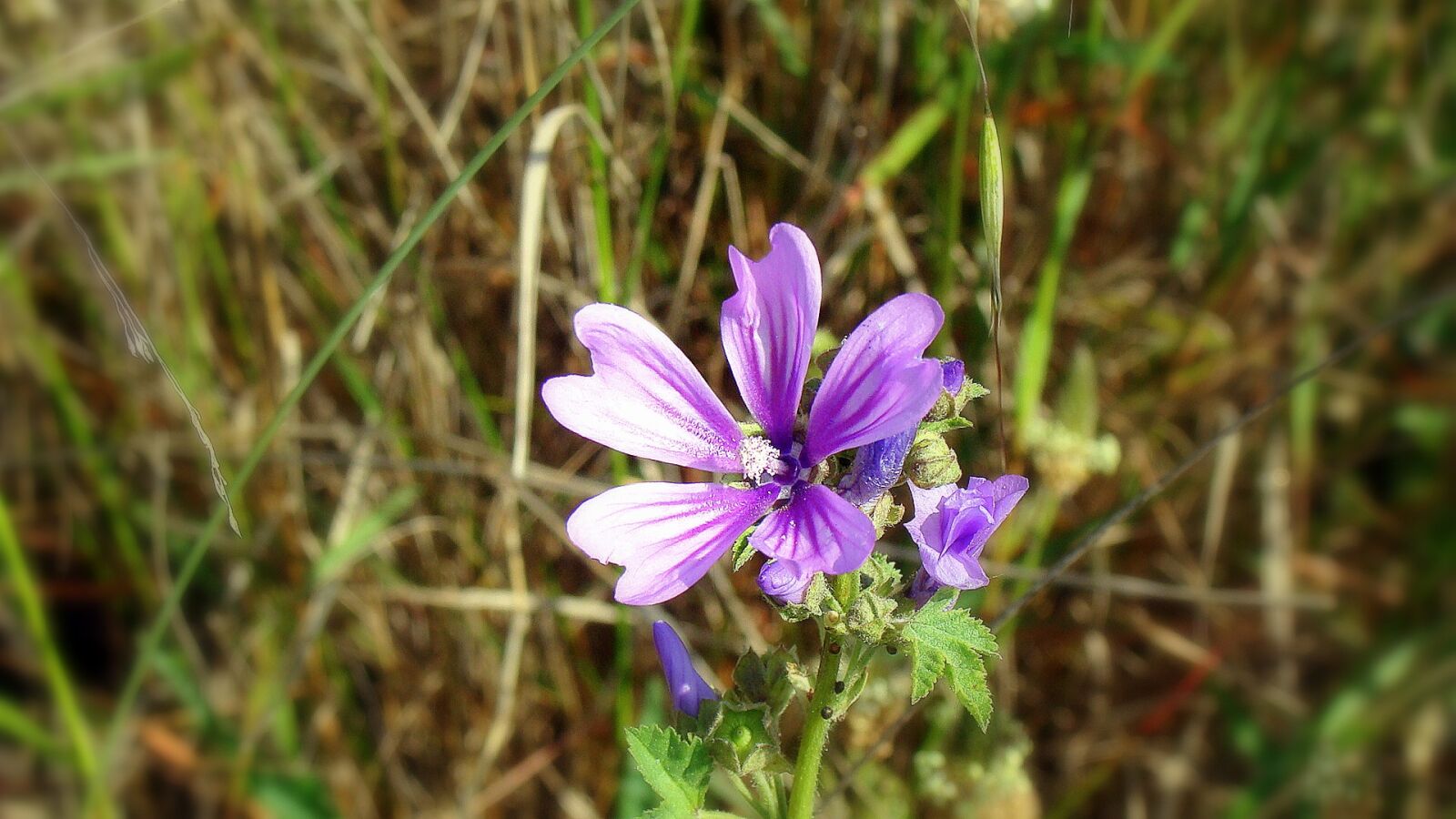 Sony DSC-H3 sample photo. Flower, lilac, nature photography