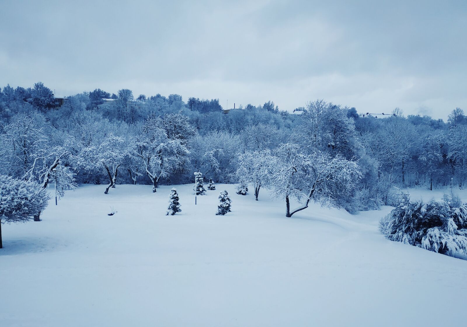 Xiaomi Redmi Note 5 sample photo. Winter, forest, forests photography