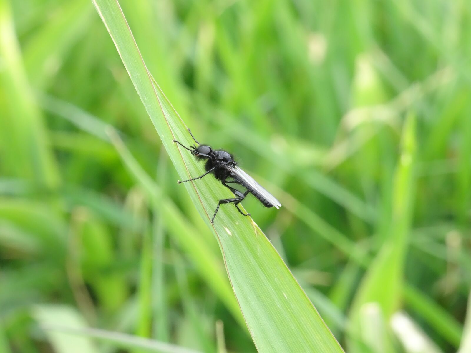 Sony DSC-HX50 sample photo. Insects, flying, animal photography
