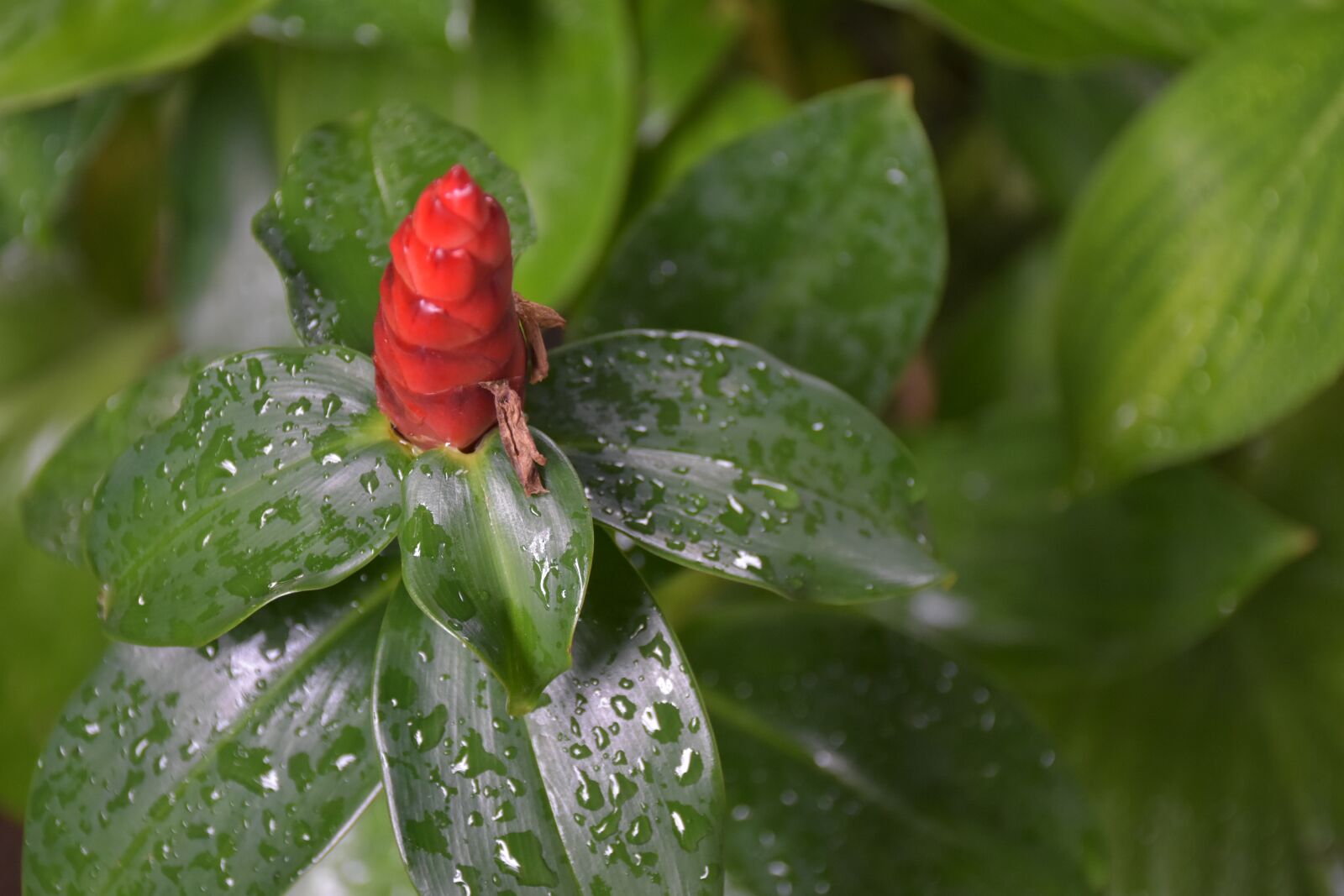 Nikon D7200 sample photo. Flowers, red, red rose photography