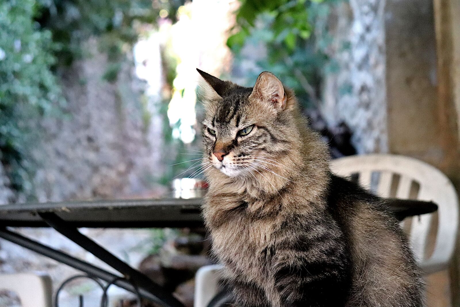 Canon EOS 800D (EOS Rebel T7i / EOS Kiss X9i) sample photo. Cats, felines, tabby photography