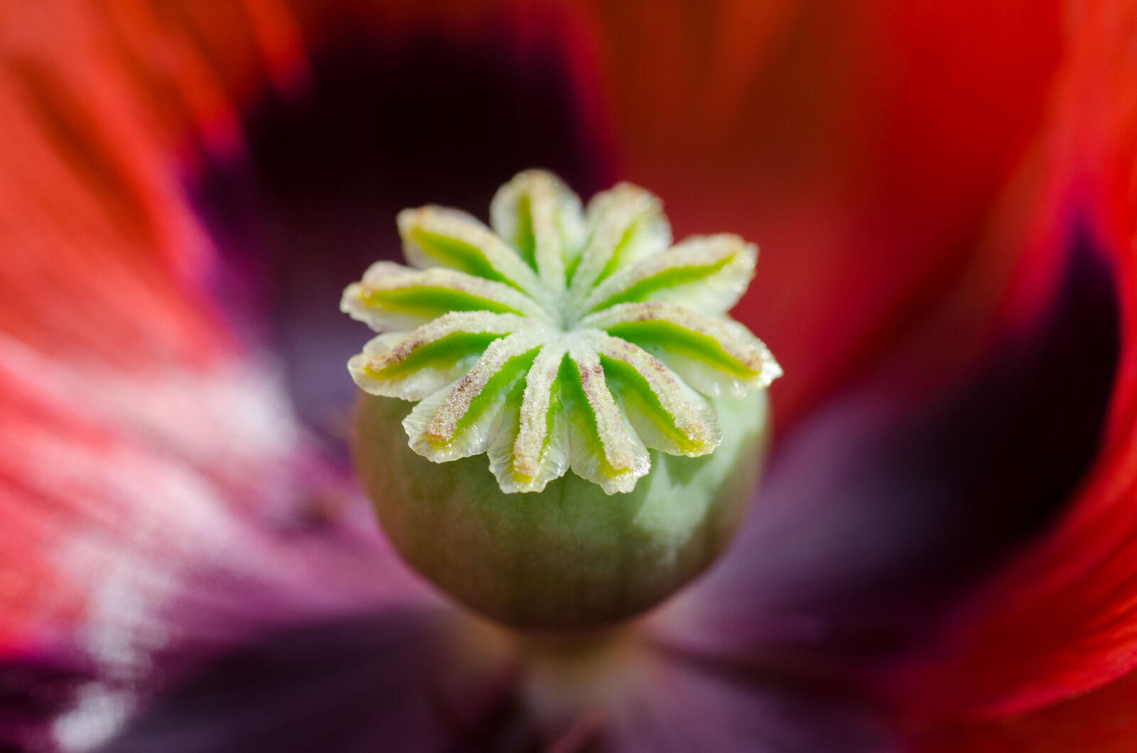 Nikon D7000 + AF Micro-Nikkor 55mm f/2.8 sample photo. Nature, colorful, flower, poppy photography