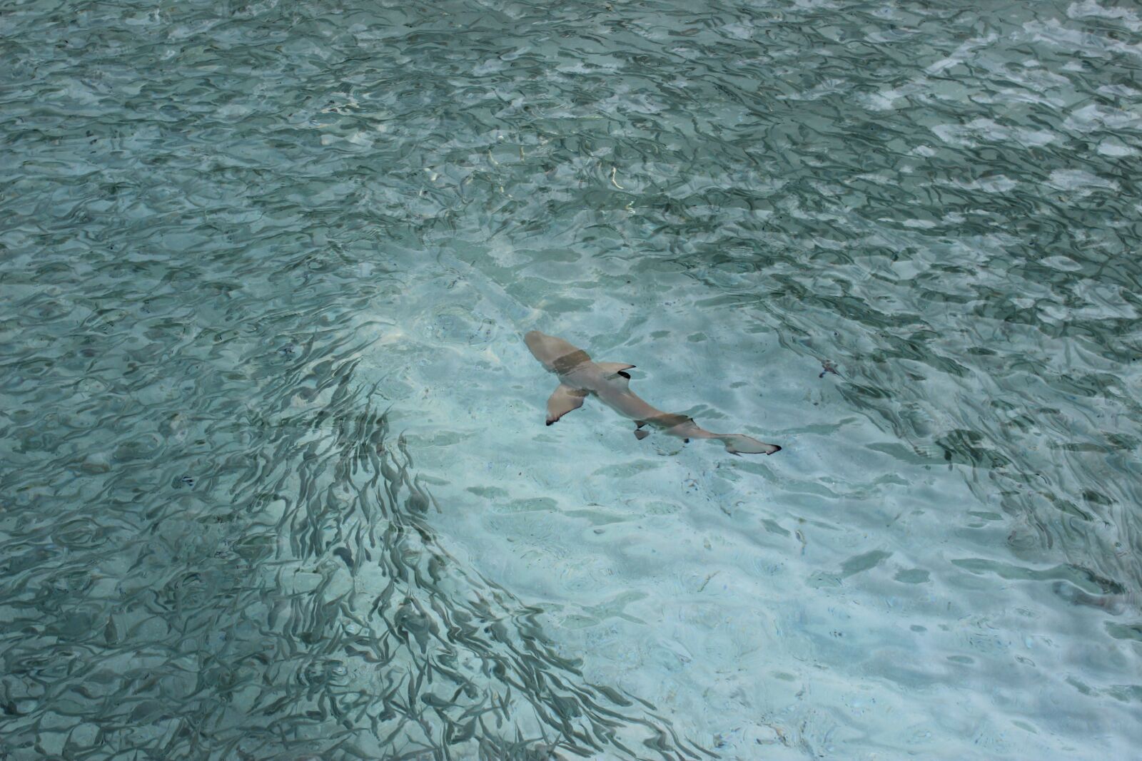 Canon EOS 600D (Rebel EOS T3i / EOS Kiss X5) sample photo. Hai, reef shark, meeresbewohner photography