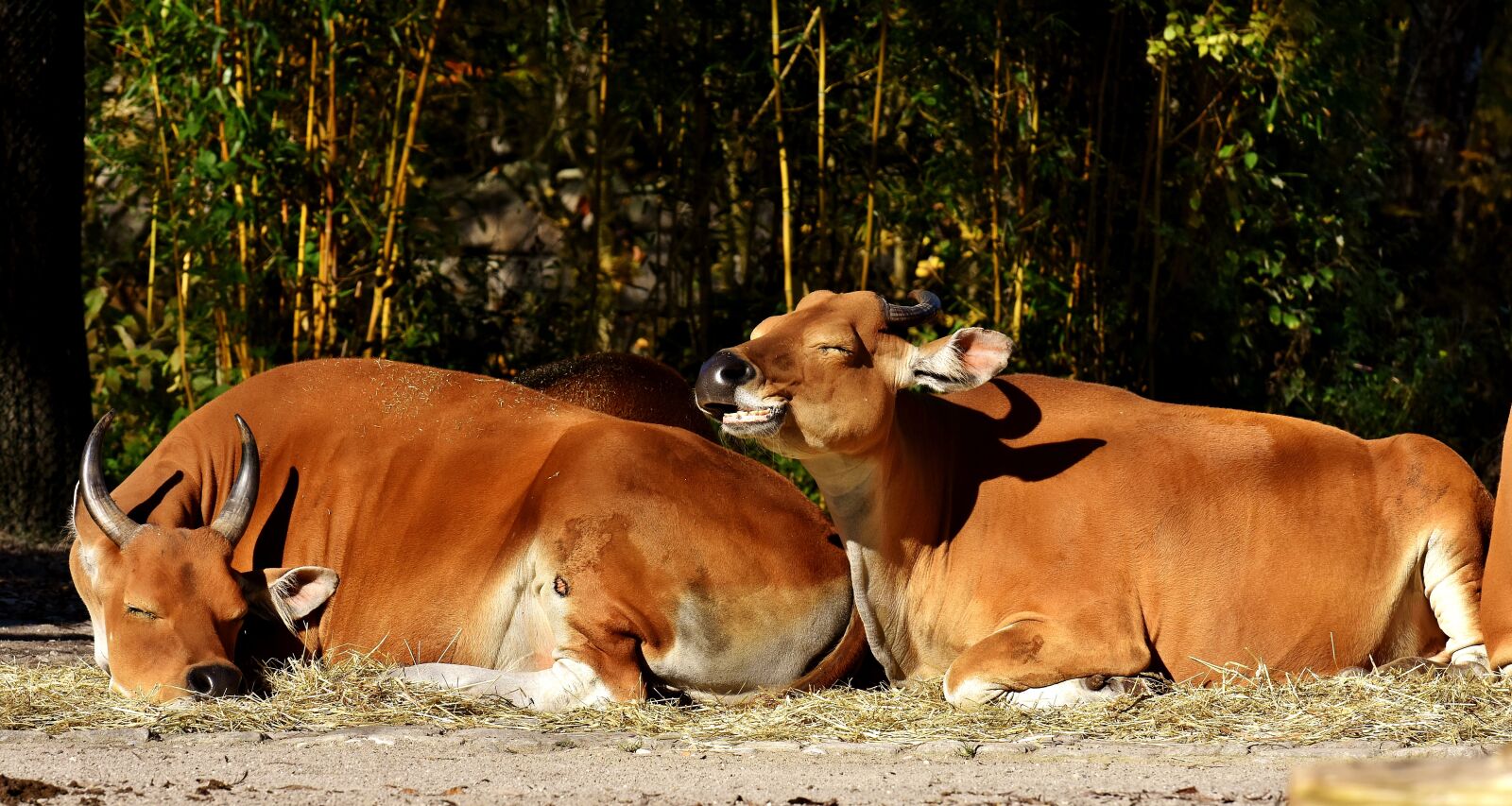 Nikon D7200 sample photo. Banteng, beef, bos javanicus photography