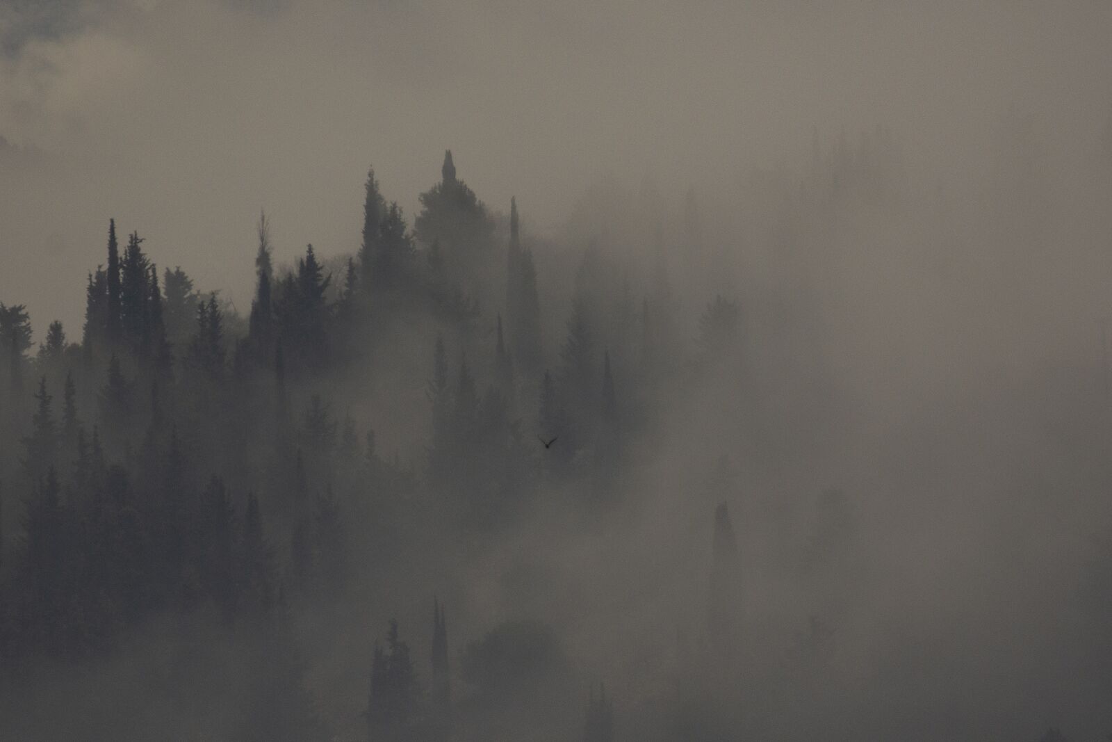 Nikon D7200 sample photo. Fog, nature, landscape photography
