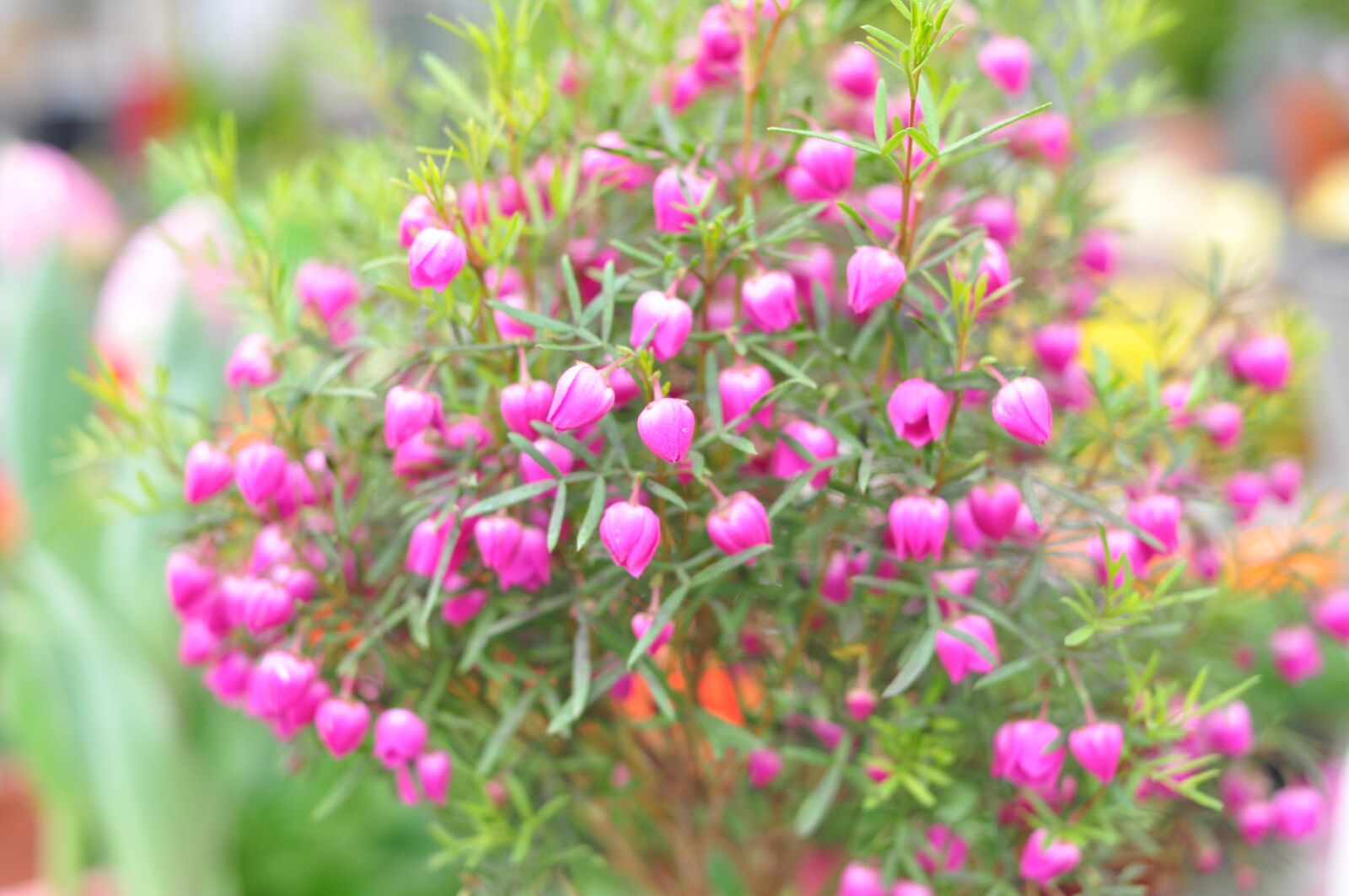 Nikon D90 sample photo. Flowers, spring, nature photography
