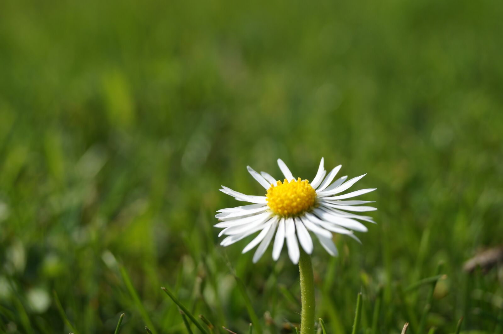Sony DT 18-55mm F3.5-5.6 SAM II sample photo. Nature, grass, meadow photography