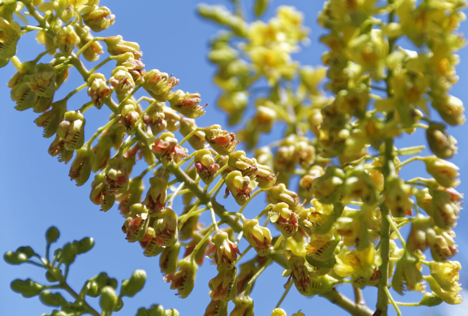 Nikon D500 sample photo. Flowers, plant, nature photography