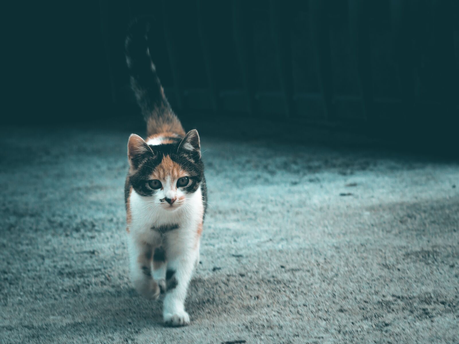 Canon EOS 1300D (EOS Rebel T6 / EOS Kiss X80) sample photo. Cat, feline, portrait photography