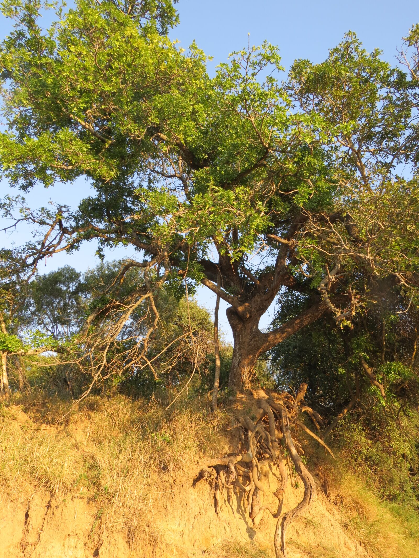 Canon PowerShot SX50 HS sample photo. Tree, roots, trunk photography