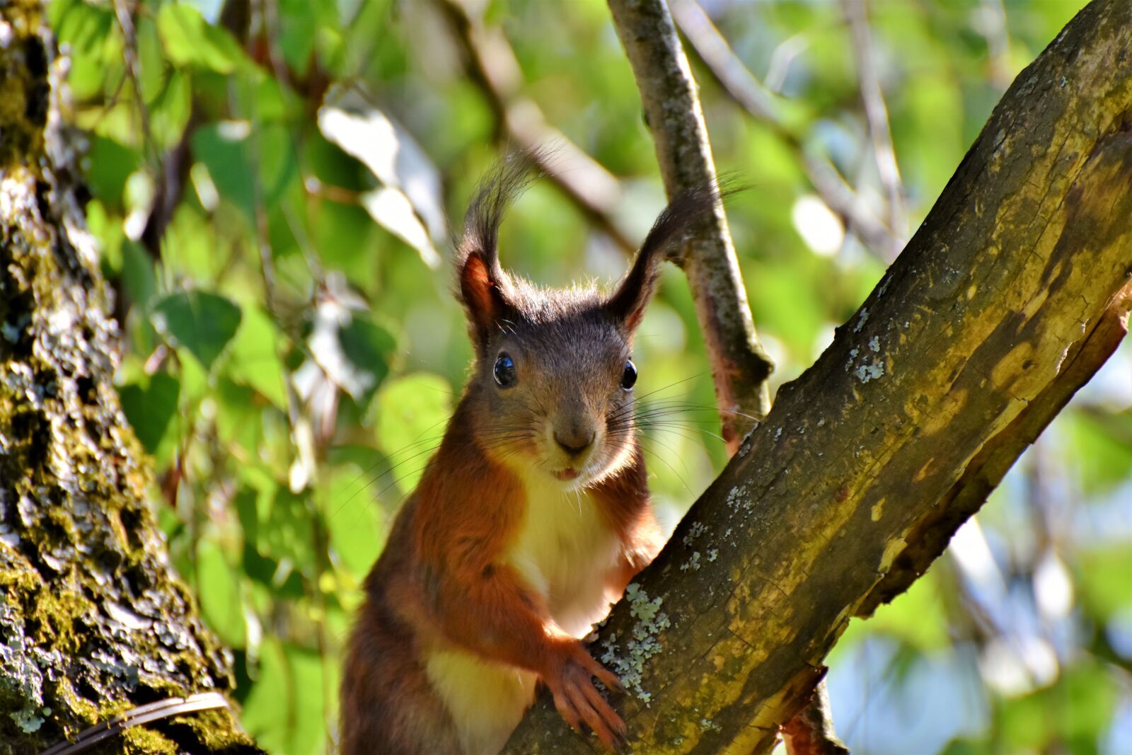 Nikon D7200 sample photo. Squirrel, verifiable kitten, rodent photography