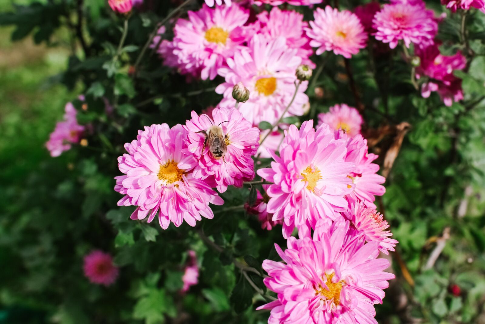 Canon EOS 60D sample photo. Astra, autumn, september photography