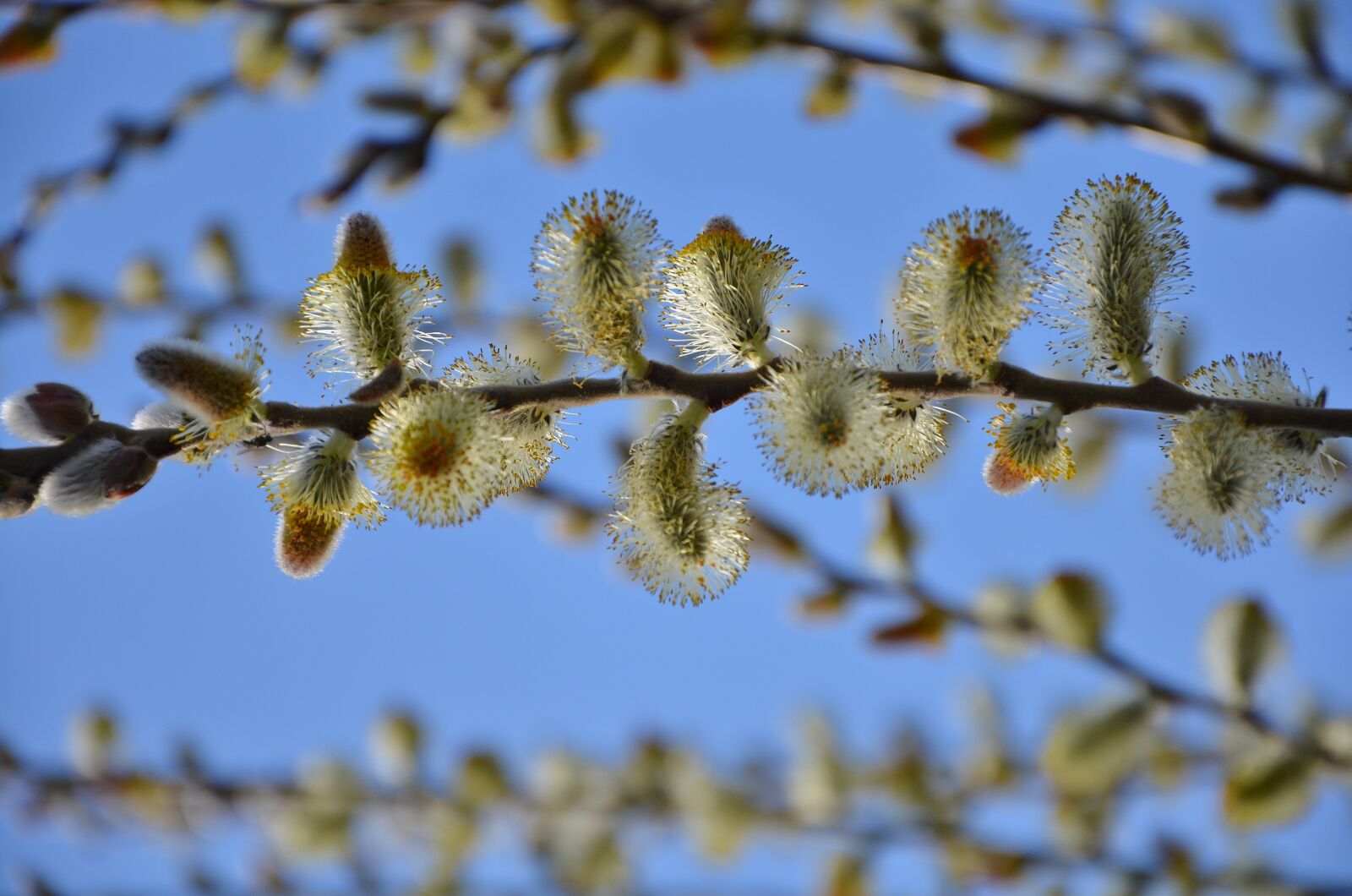 Nikon D7000 sample photo. Tree, plant, green photography