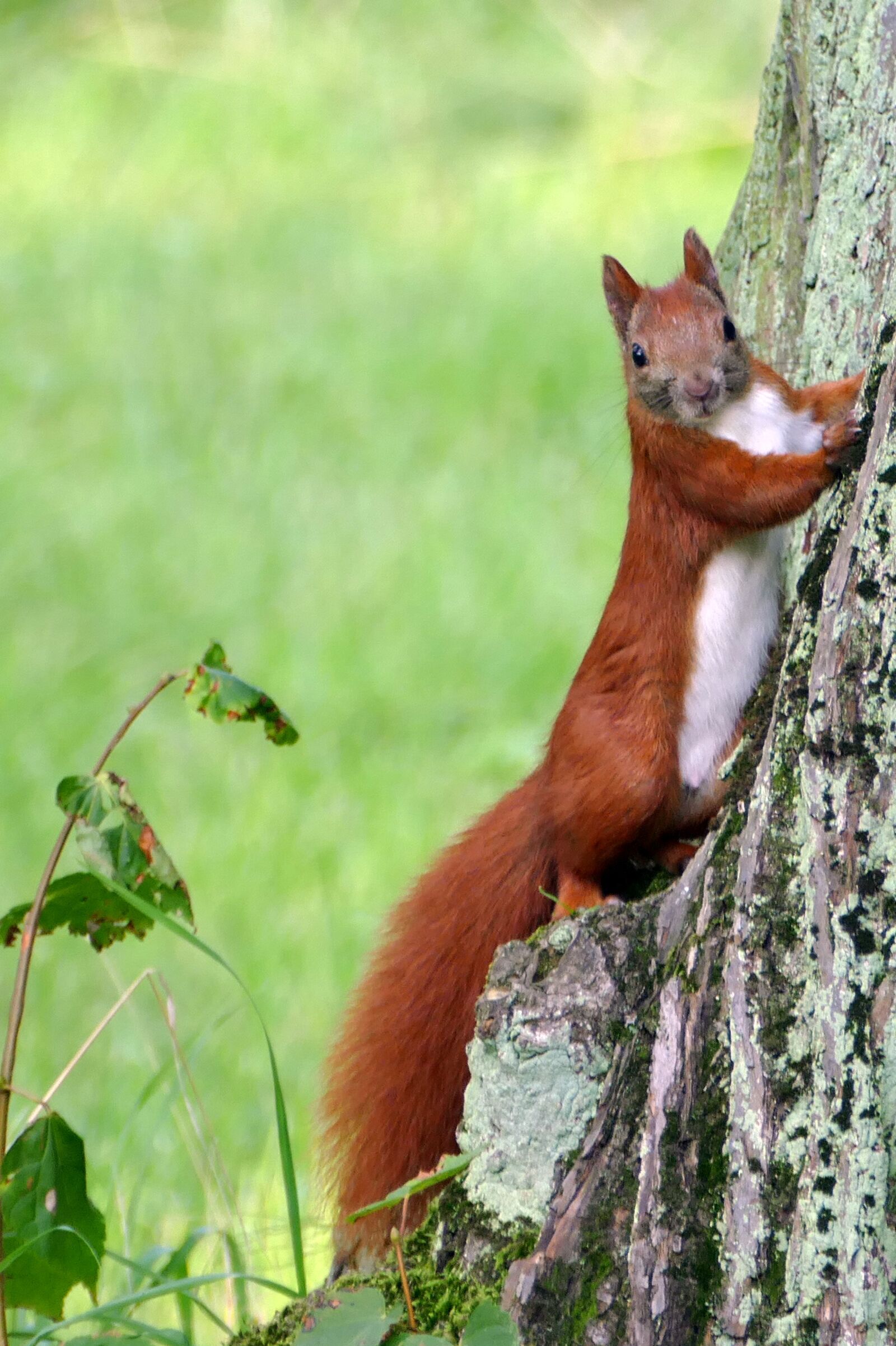 Panasonic Lumix DMC-FZ1000 sample photo. Squirrel, forest cat, forest photography