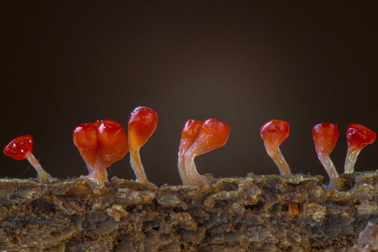 Canon EOS 7D sample photo. Slime mold, trichia decipiens photography