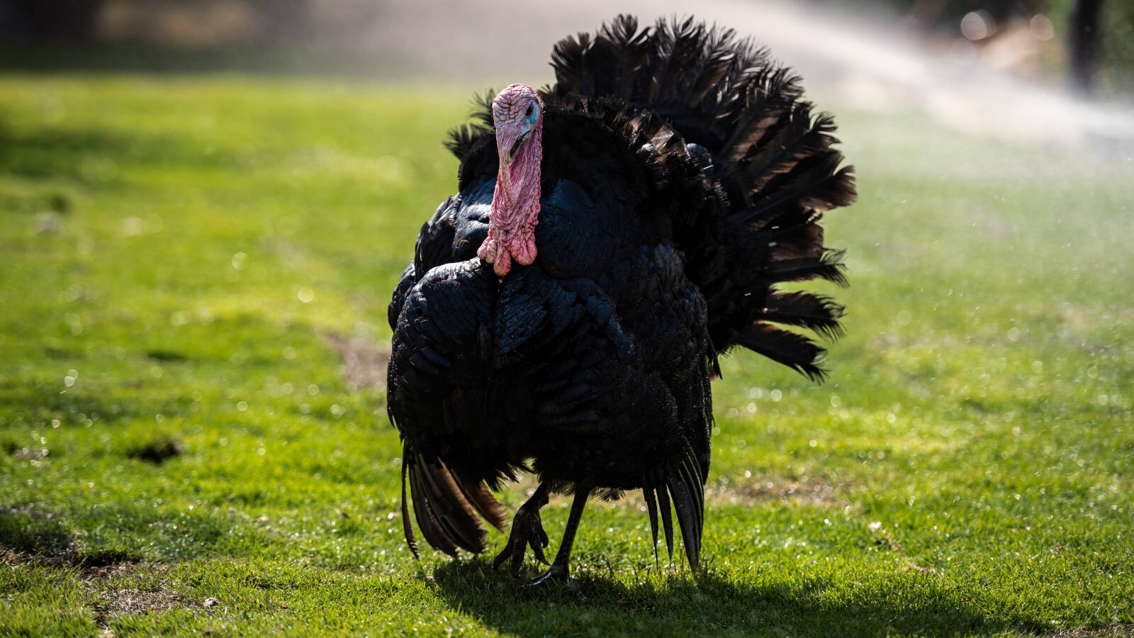 Nikon D810 sample photo. Turkey, rooster, farm photography