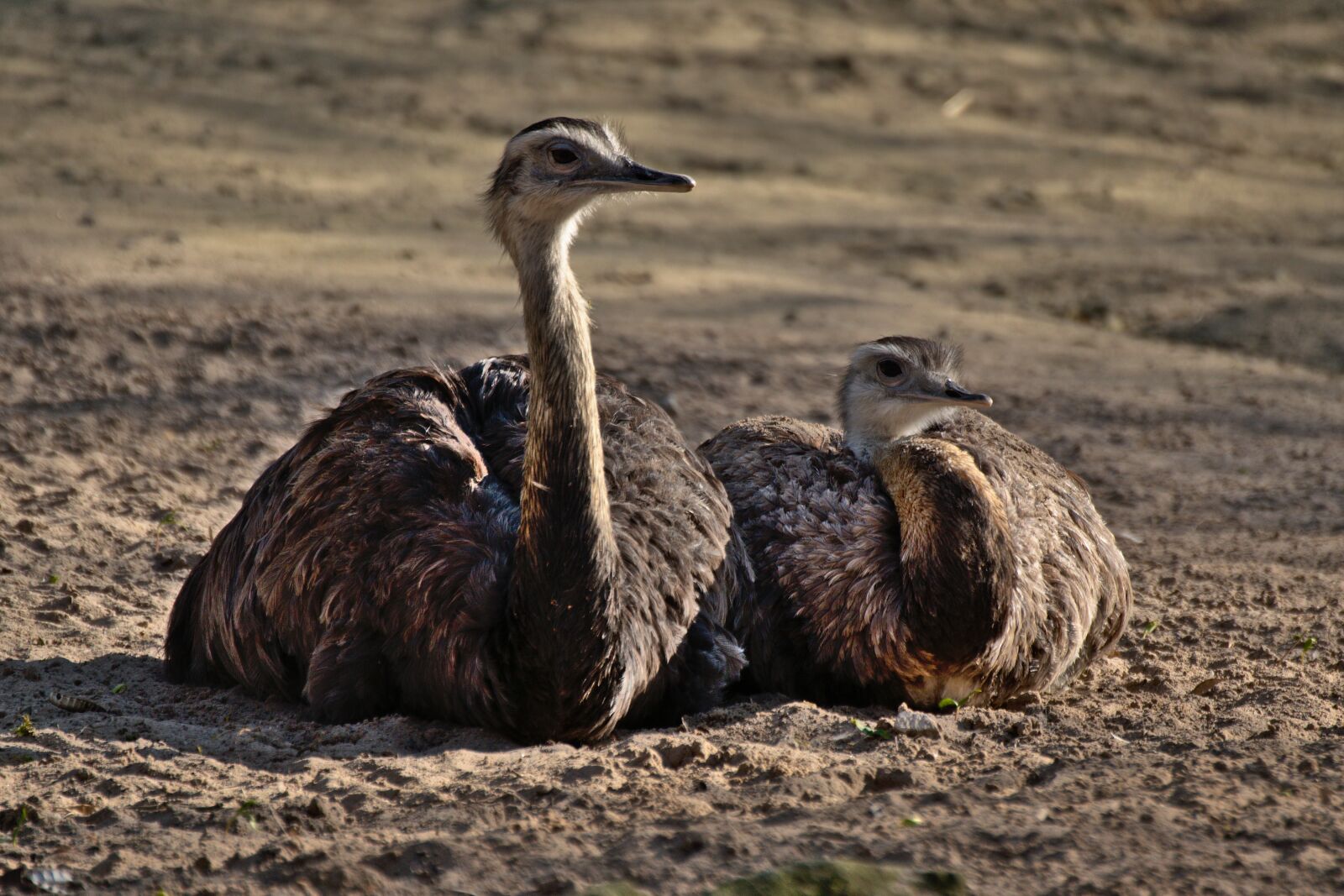 Nikon D3300 sample photo. Bouquet, emu, zoo photography