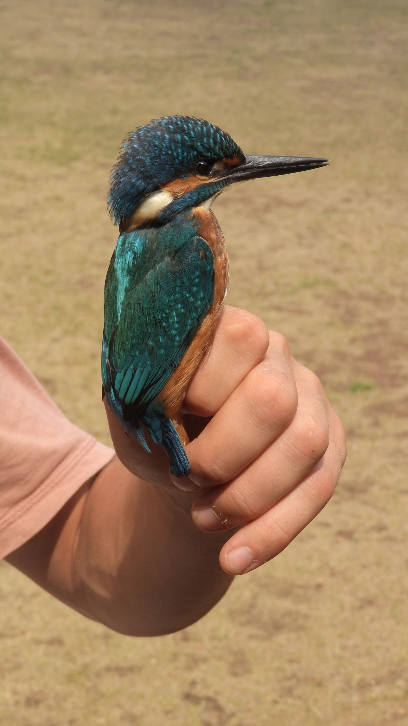 Nikon Coolpix P610 sample photo. Alcedo atthis, common kingfisher photography
