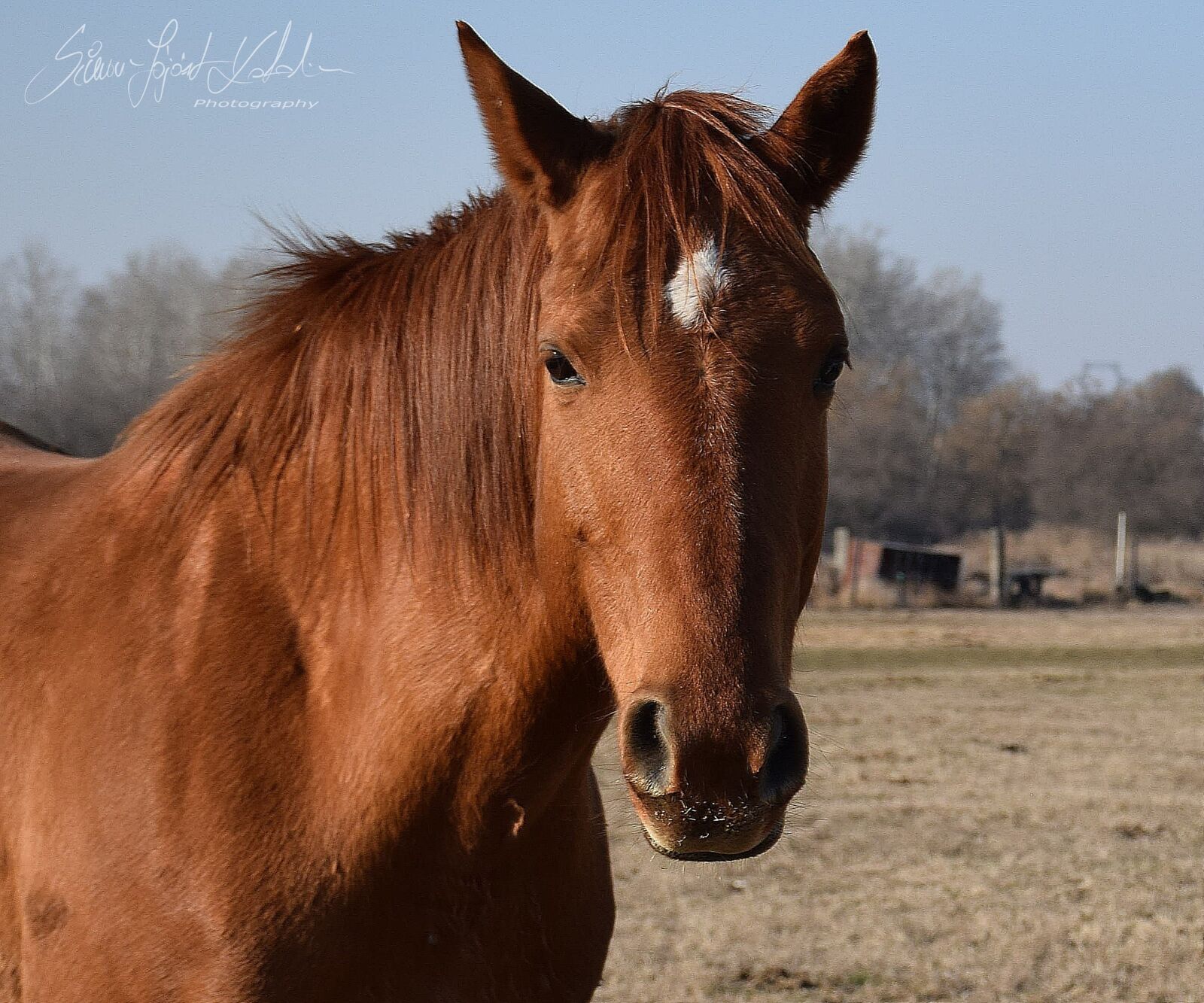 Nikon D3300 sample photo. Ló, szem, horse photography